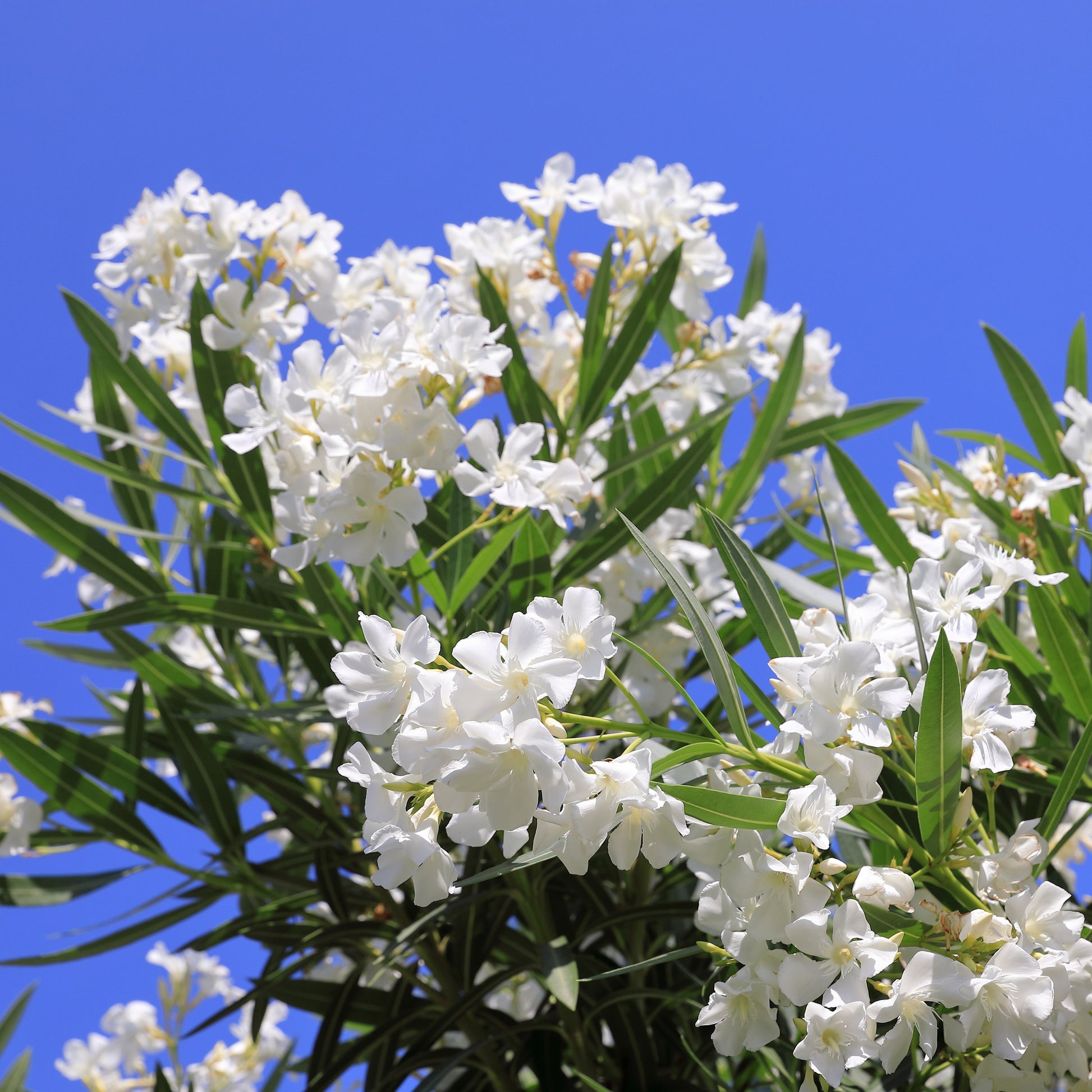 Oleander weiß - Nerium oleander white - Bakker
