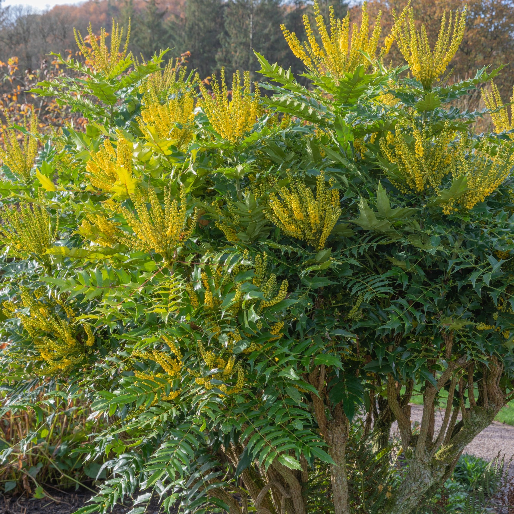 Mahonie Winter Sun - Mahonia media 'winter sun' - Bakker