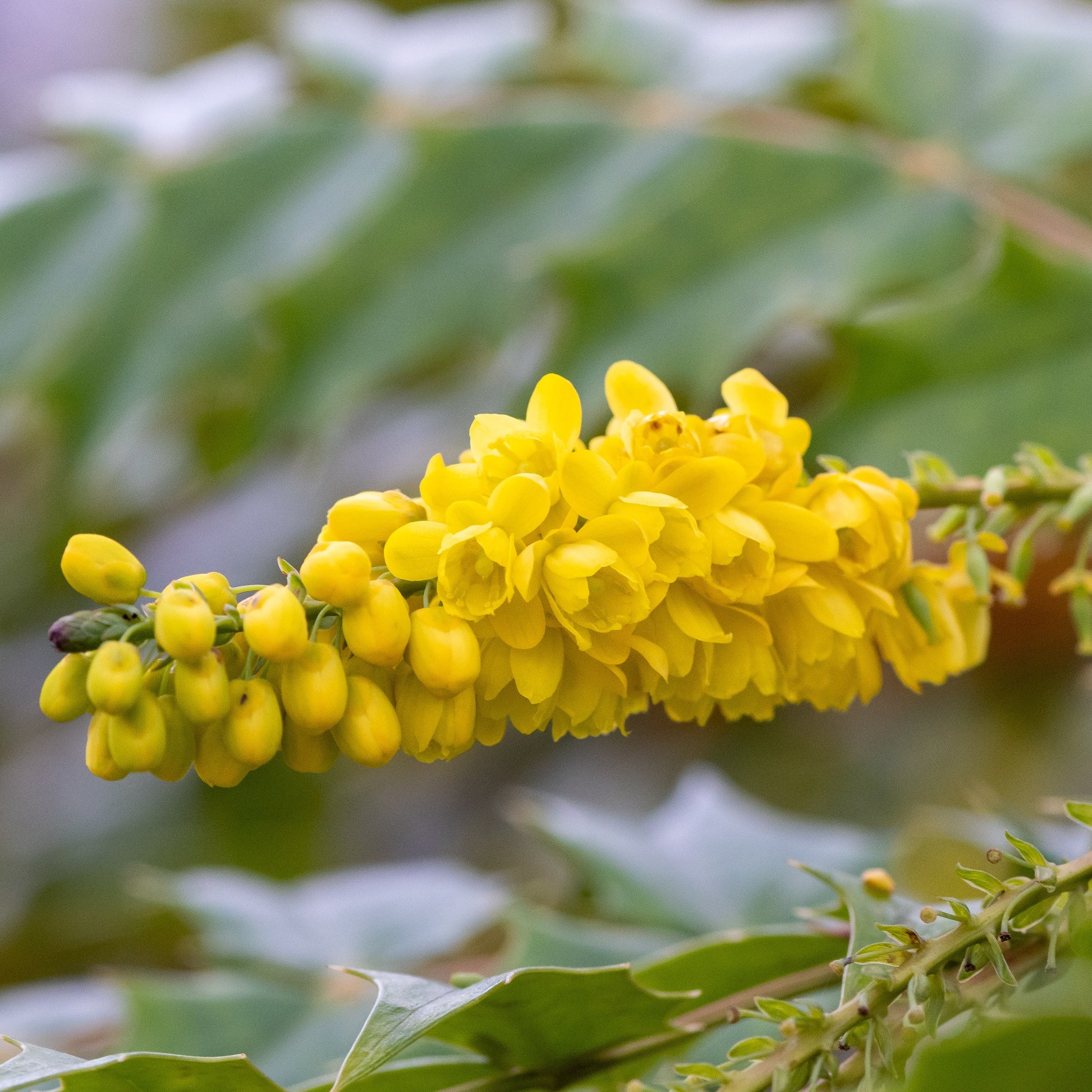Immergrüne Pflanzen - Mahonie Winter Sun - Mahonia media 'winter sun'