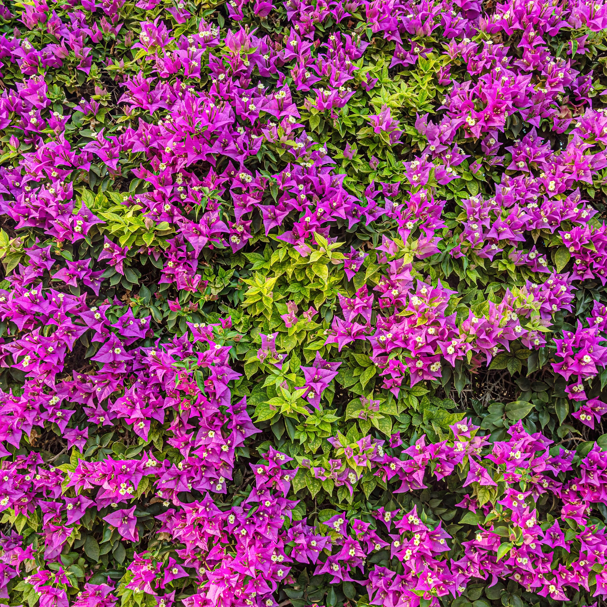 Bougainvillea violett - Bougainvillea purple - Bakker