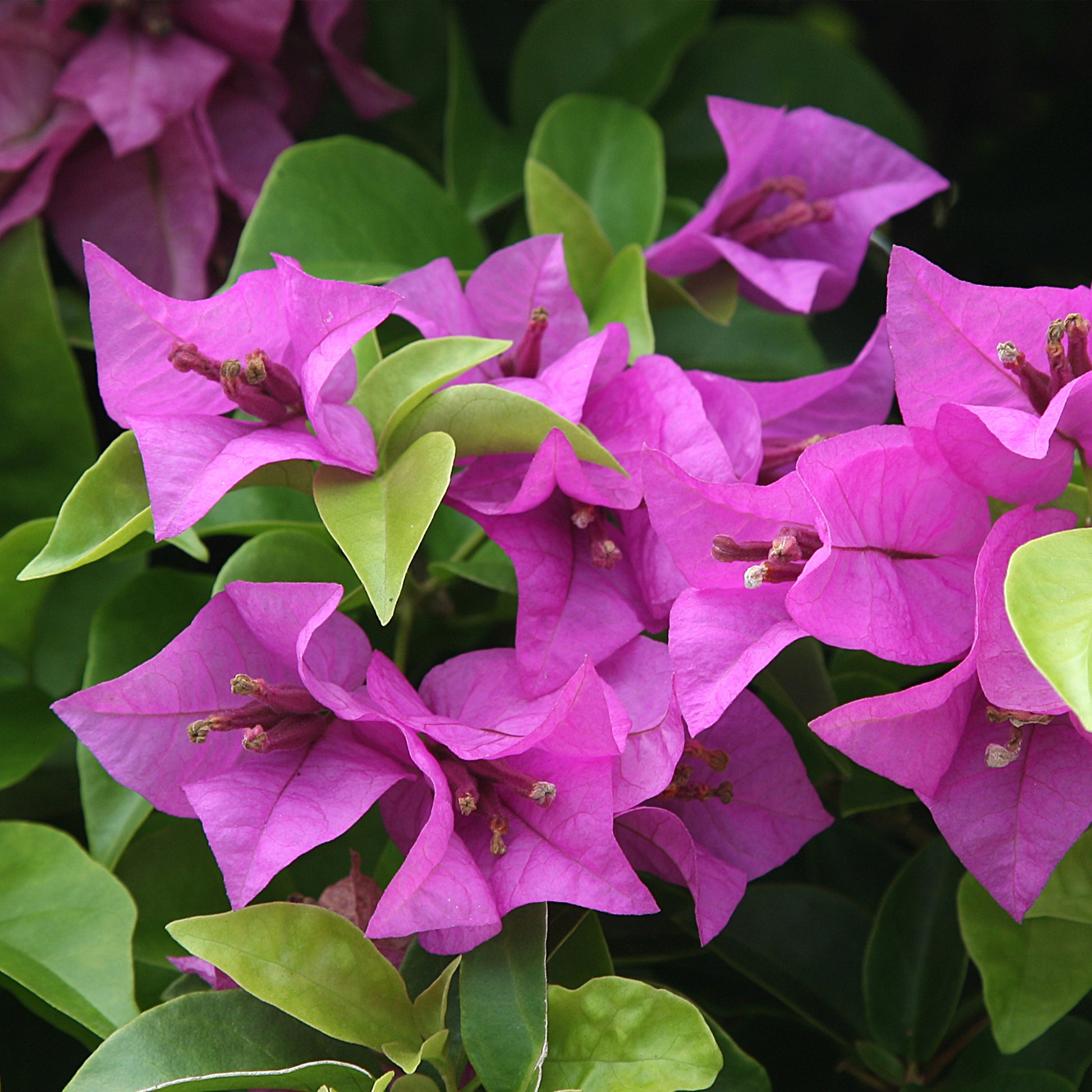 Bougainvillea purple - Bougainvillea violett - Bougainvillea