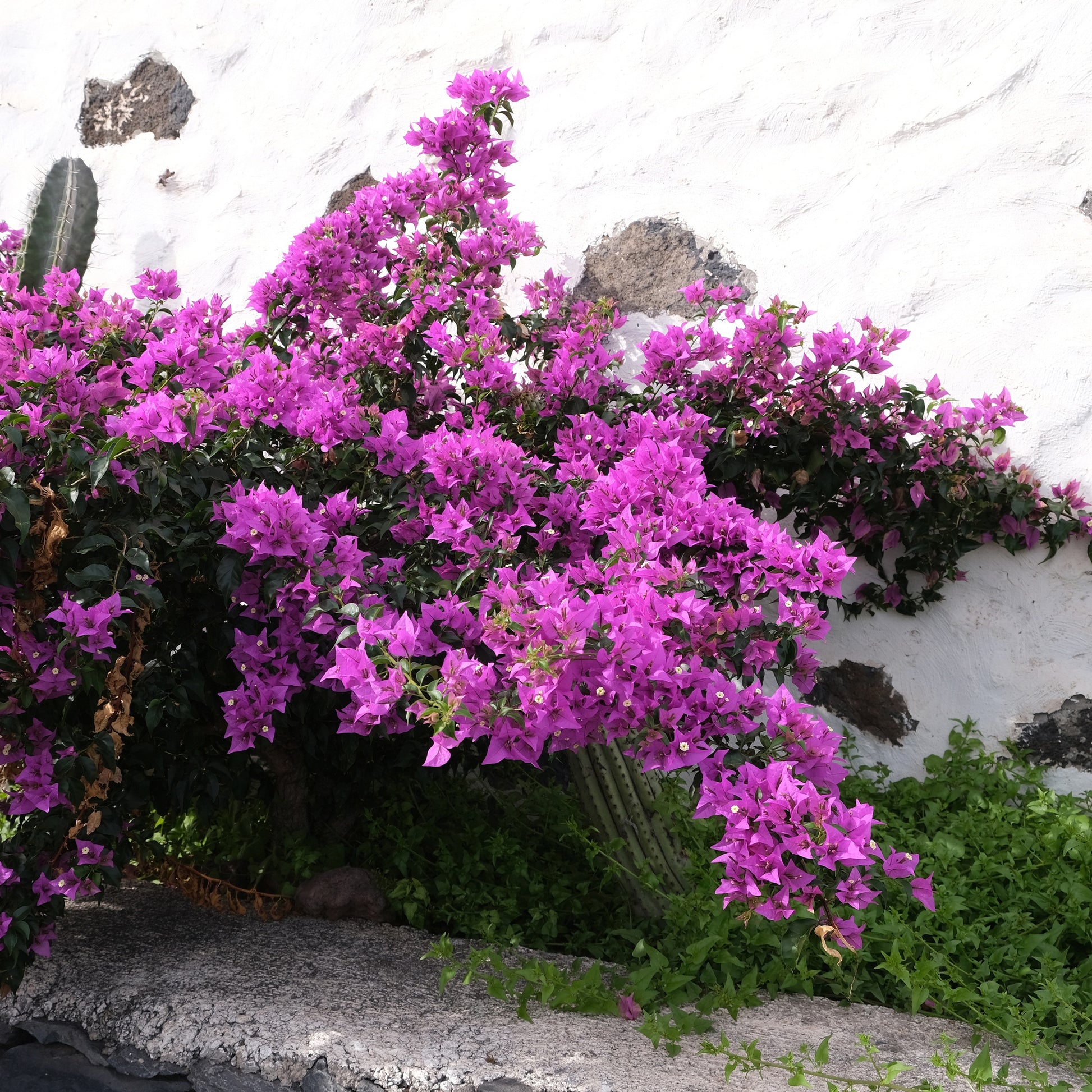 Bougainvillea violett - Bakker