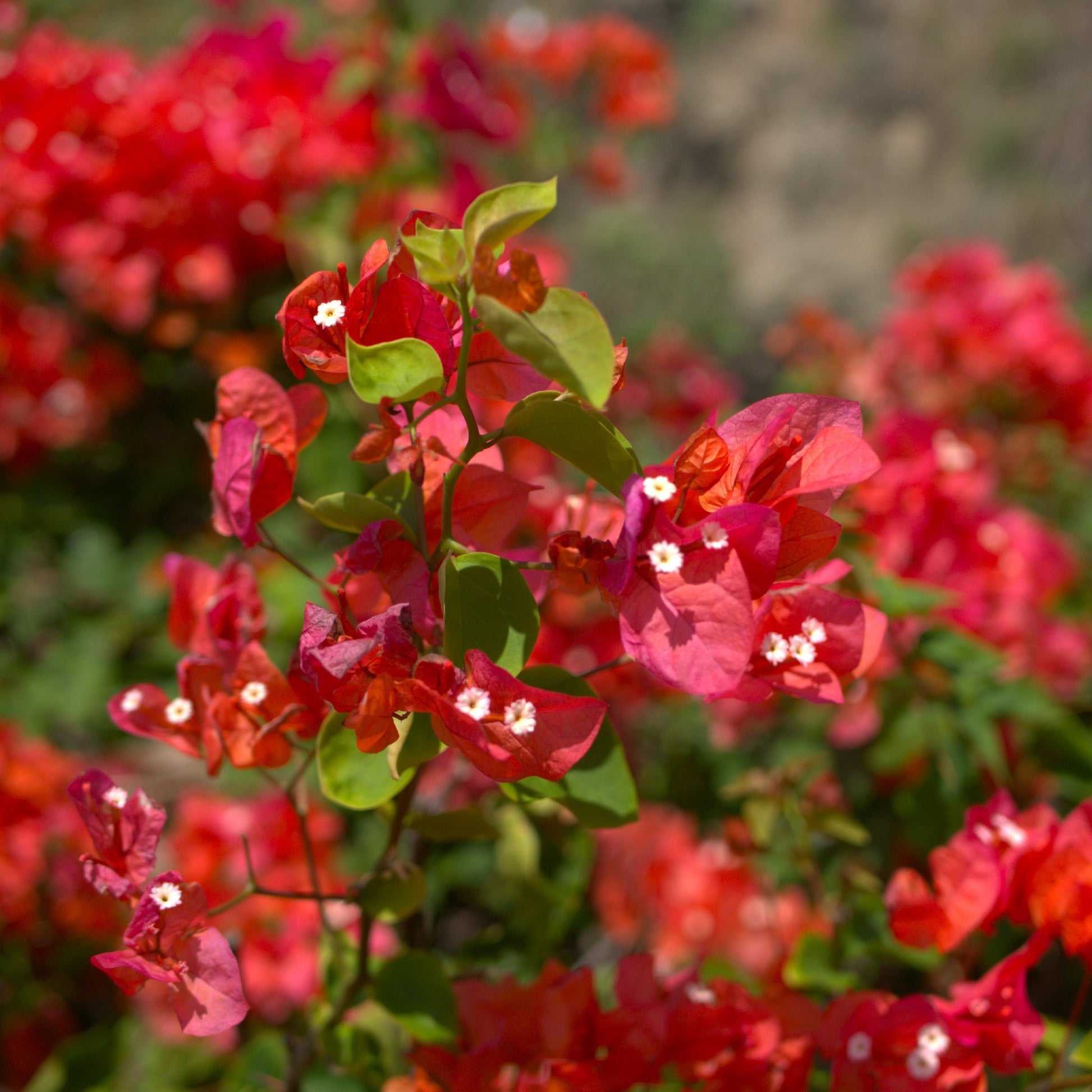 Drillingsblume rot - Bougainvillea red - Bakker
