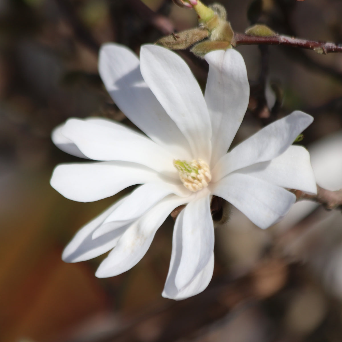 Stern-Magnolie - Bakker