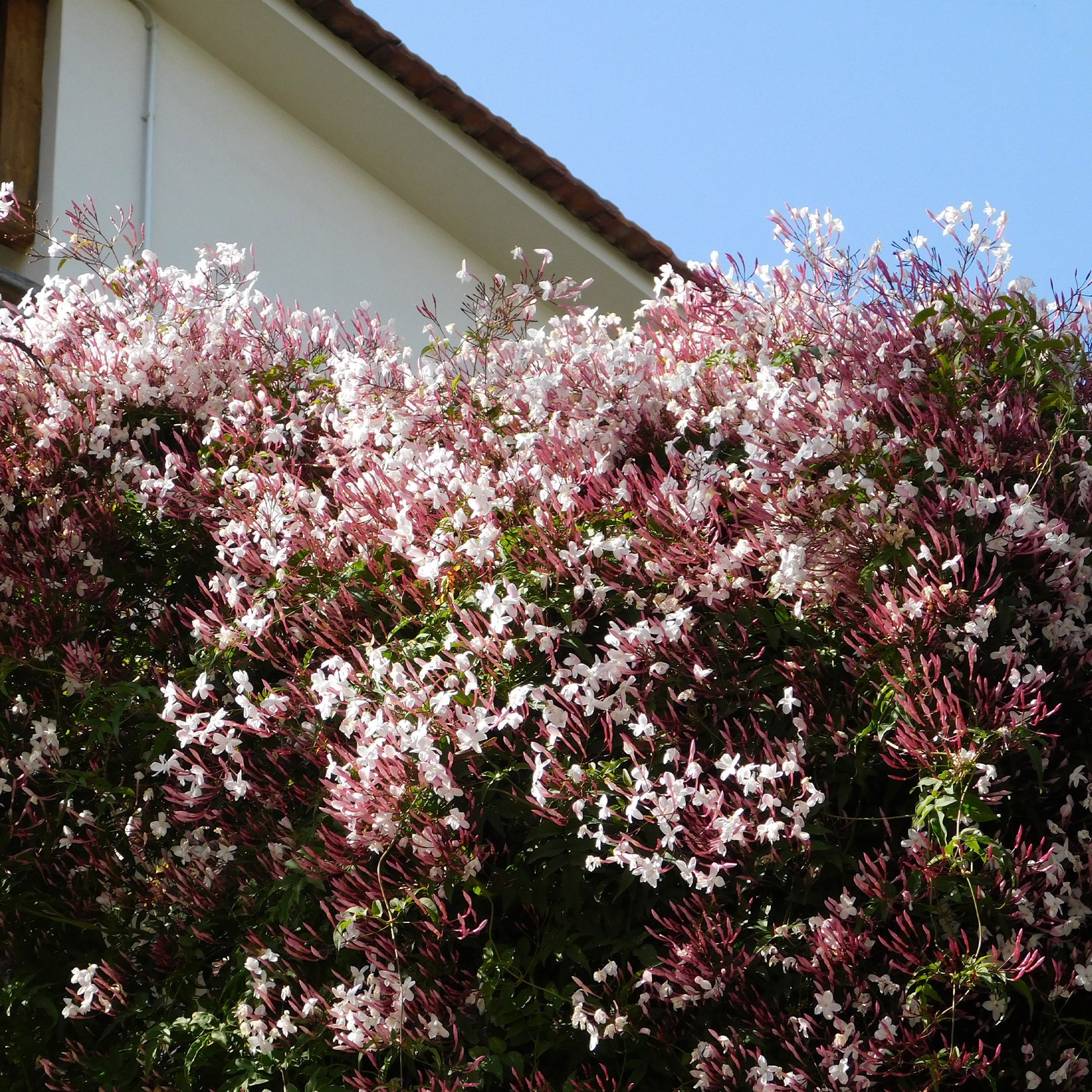 Jasmin - Jasminum polyanthum - Bakker