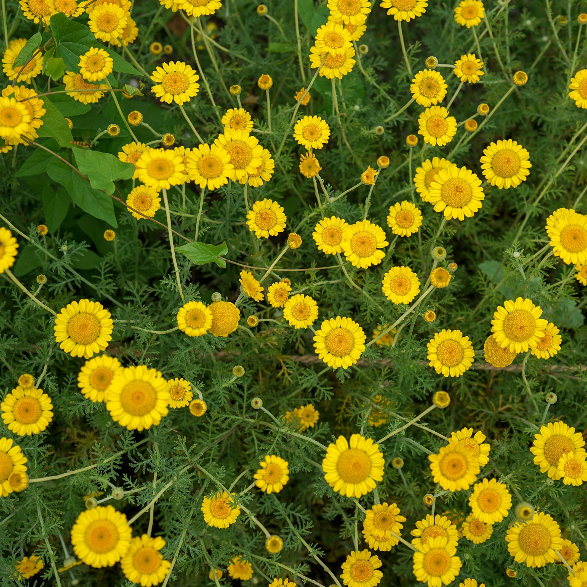 Färberkamille Kelwayi - Anthemis tinctoria kelwayi - Bakker