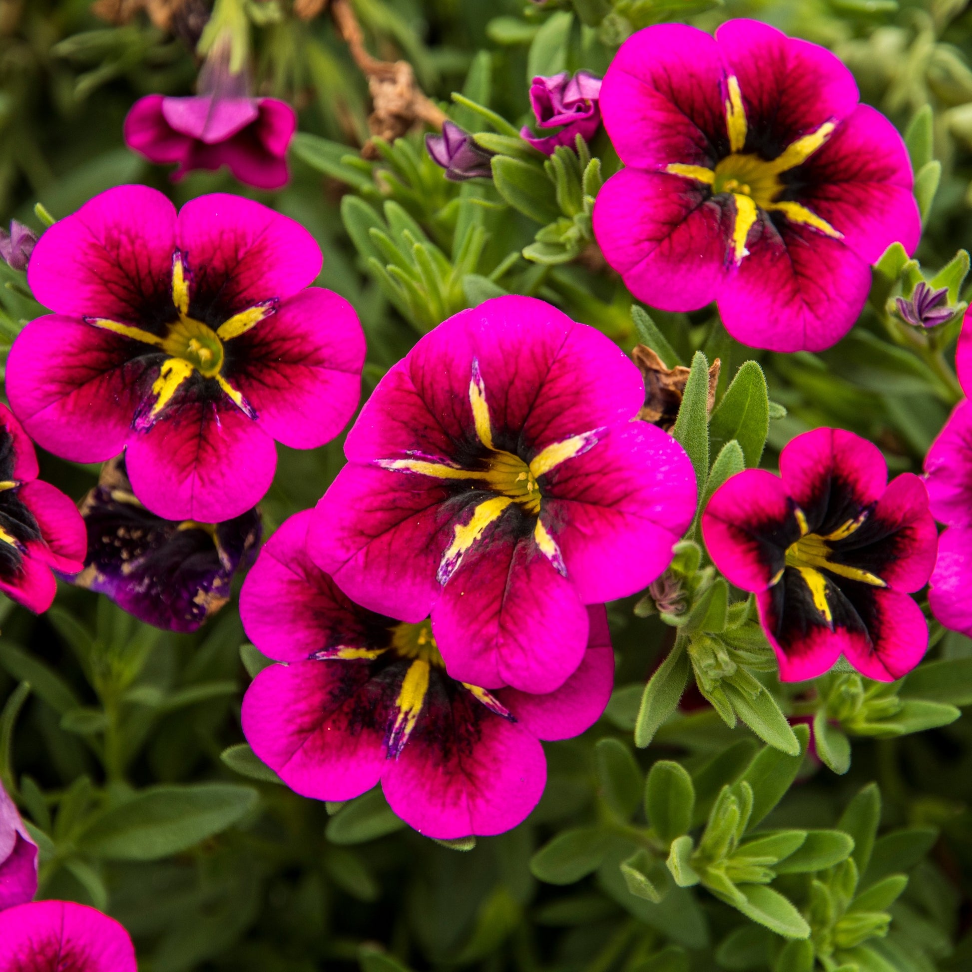 Calibrachoa cabaret® 'good night kiss' - Zauberglöckchen Good Night Kiss (x3) - Petunien und Calibrachoa