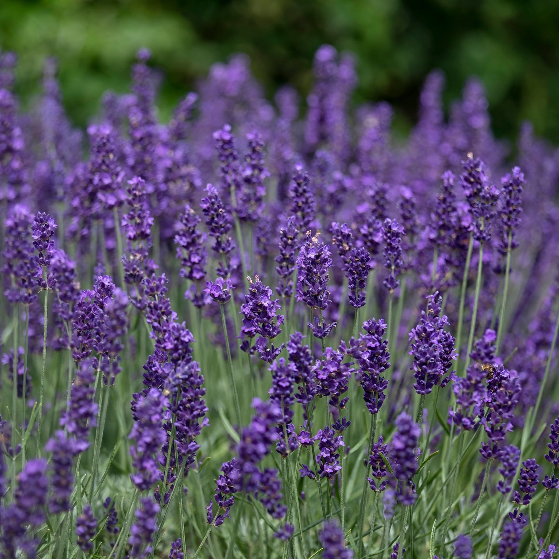 Lavendel - Echter Lavendel 'Hidcote' - Lavandula angustifolia Hidcote