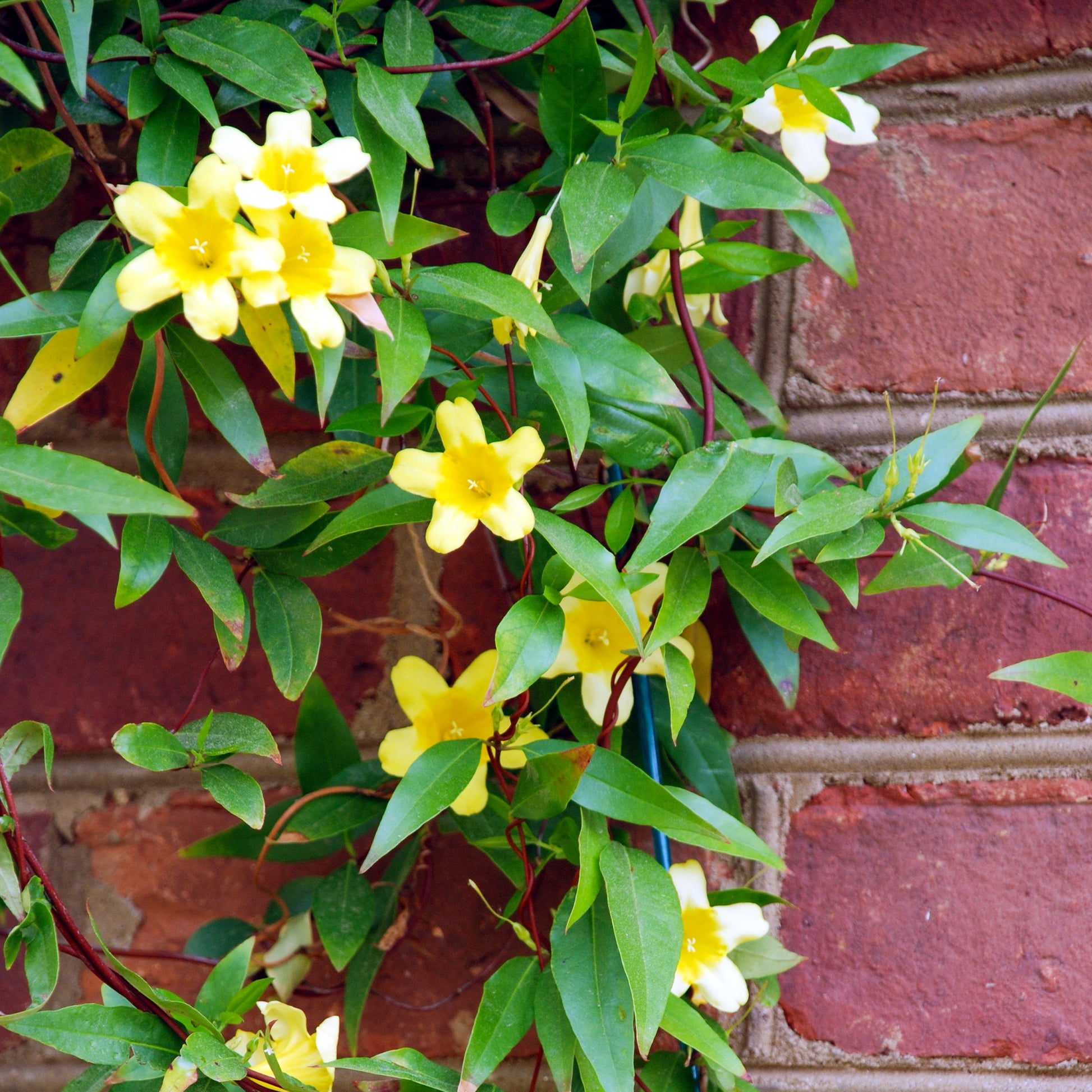 Verkauf Carolina-Jasmin - Gelsemium sempervirens