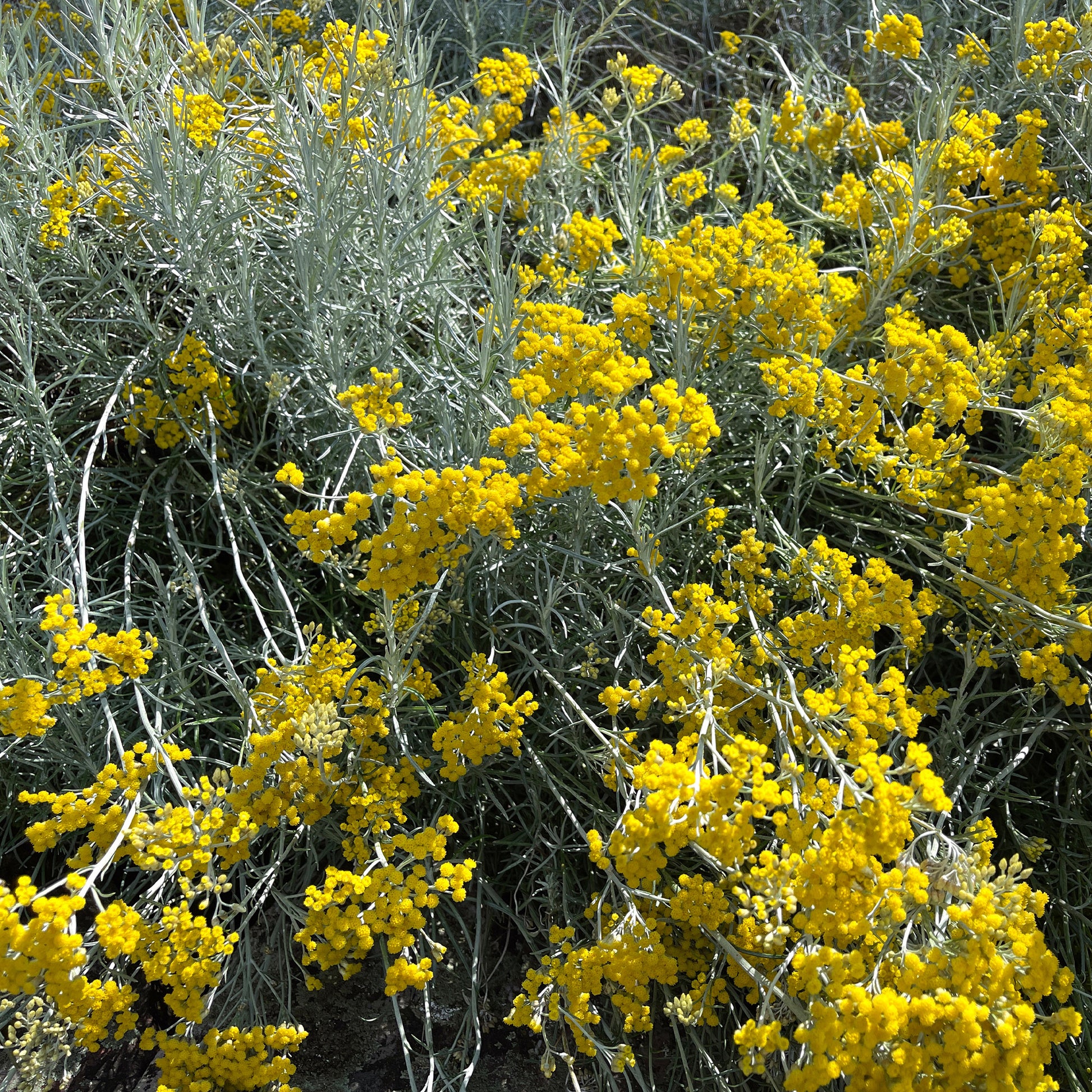 Stauden - Currykraut - Helichrysum italicum subsp. serotinum