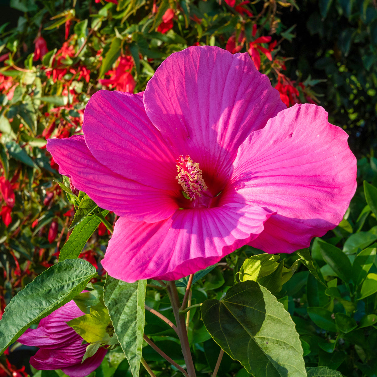 Roseneibisch Extreme Magenta ® - Bakker