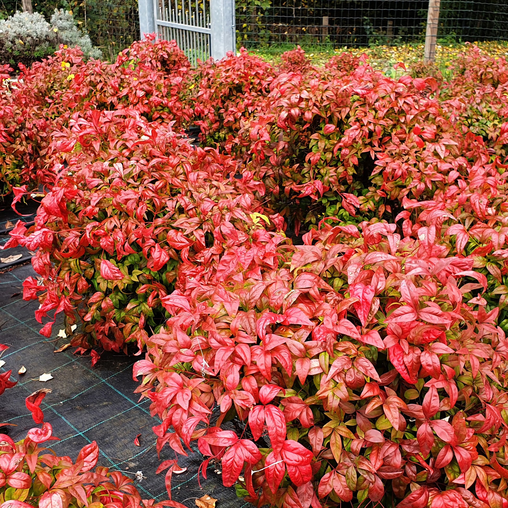 Verkauf Himmelsbambus 'Blush Pink' - Nandina domestica Aka Blush Pink