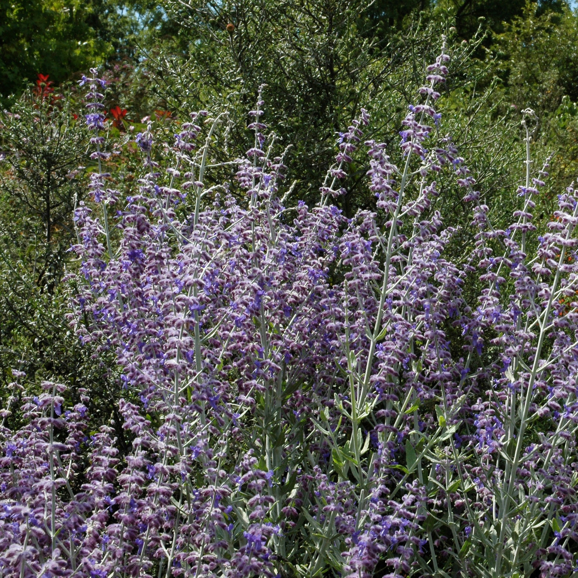 Blühende Stauden - Kleine Blauraute Little Spire ® - Perovskia atriplicifolia Little Spire