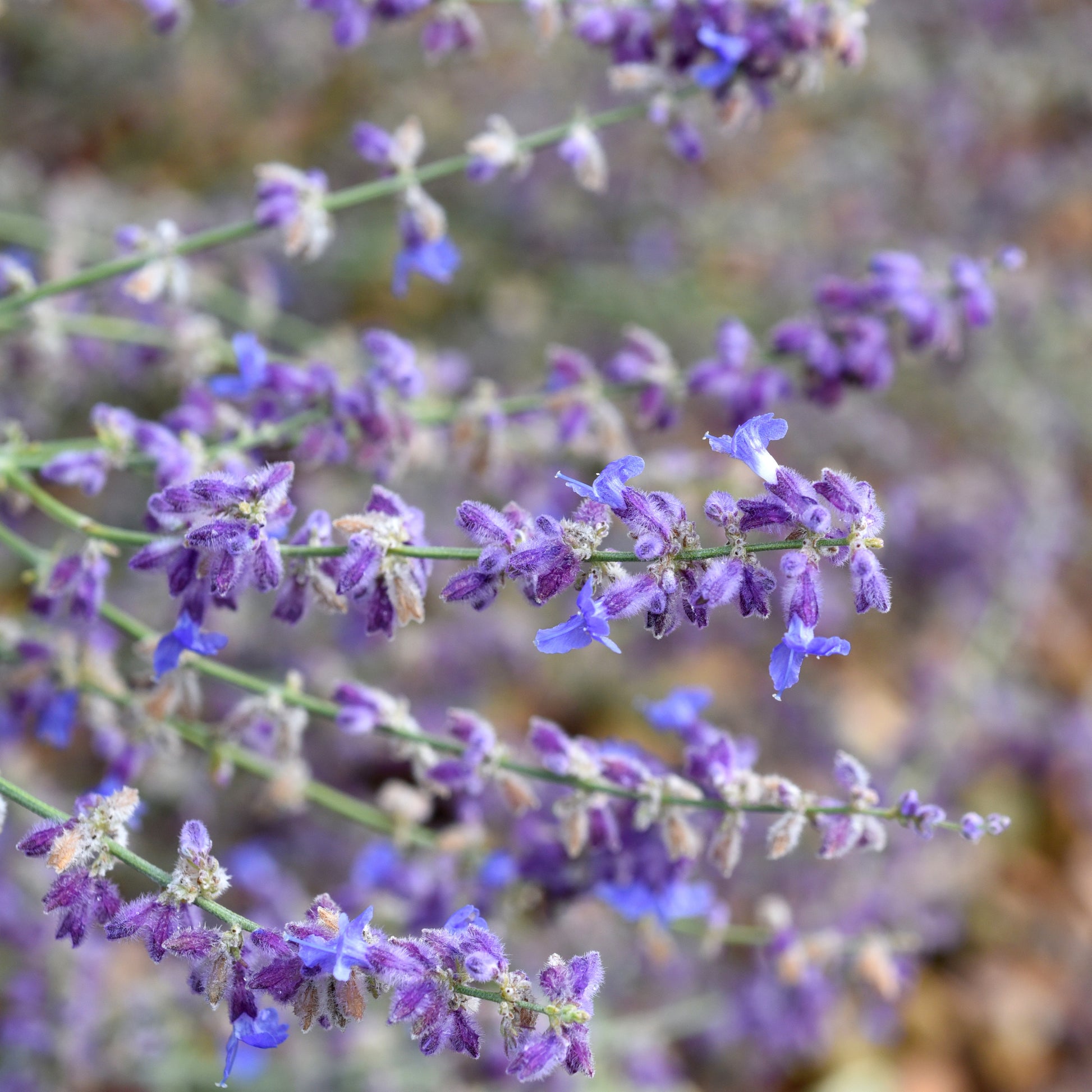 Verkauf Kleine Blauraute Little Spire ® - Perovskia atriplicifolia Little Spire