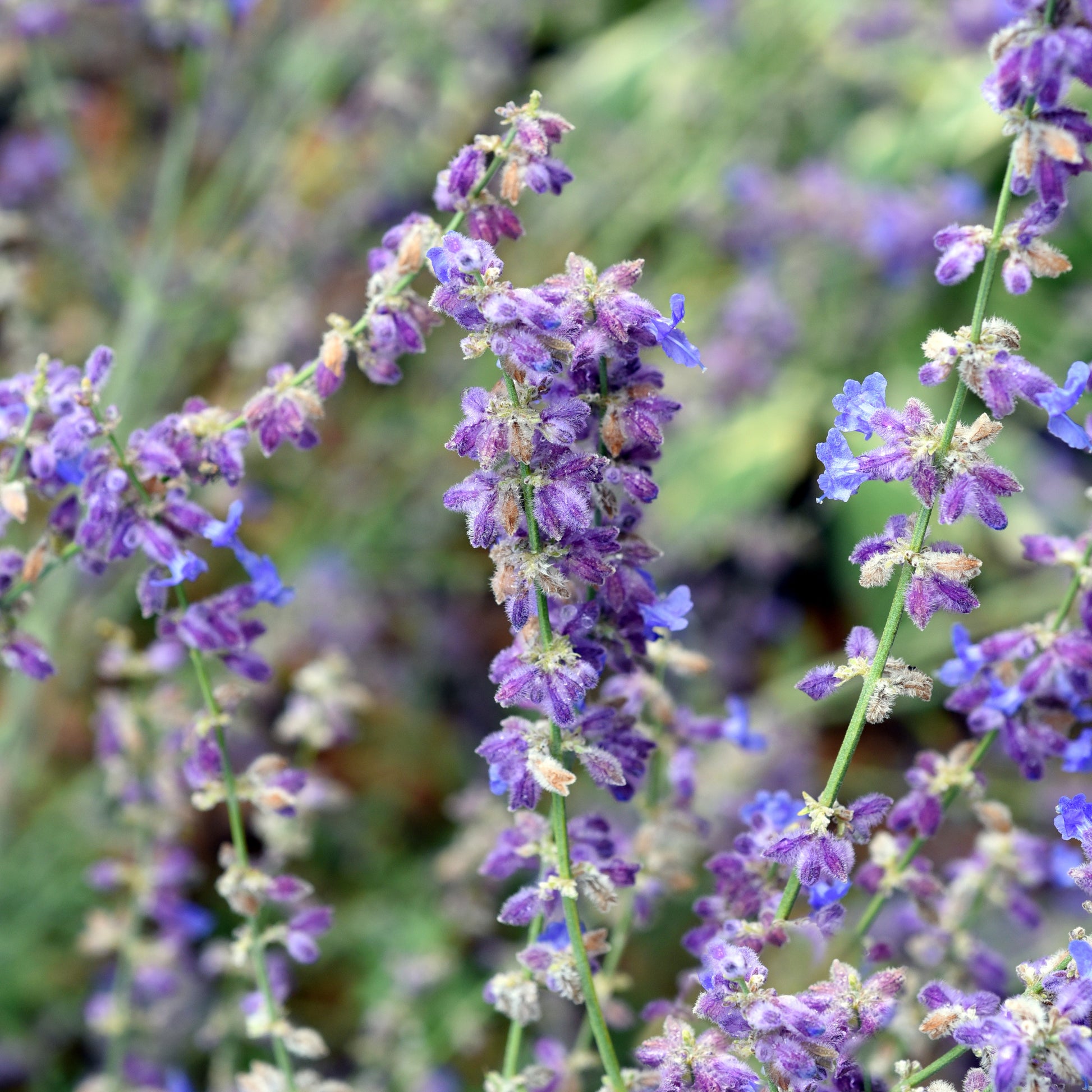 Perovskia atriplicifolia Little Spire - Kleine Blauraute Little Spire ® - Blühende Stauden