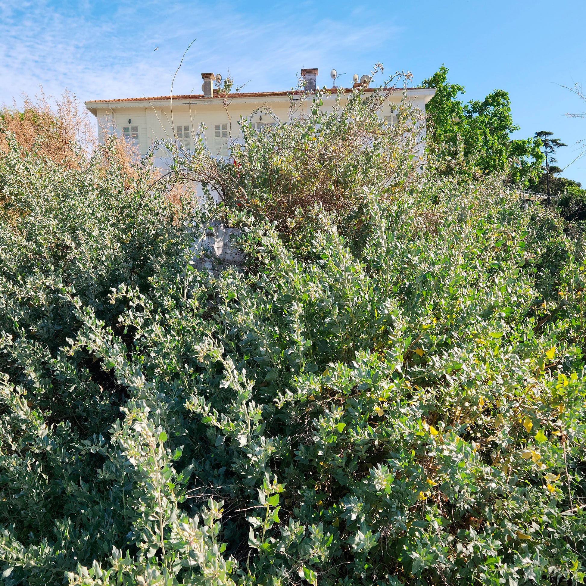 Strauch-Melde - Atriplex halimus - Bakker