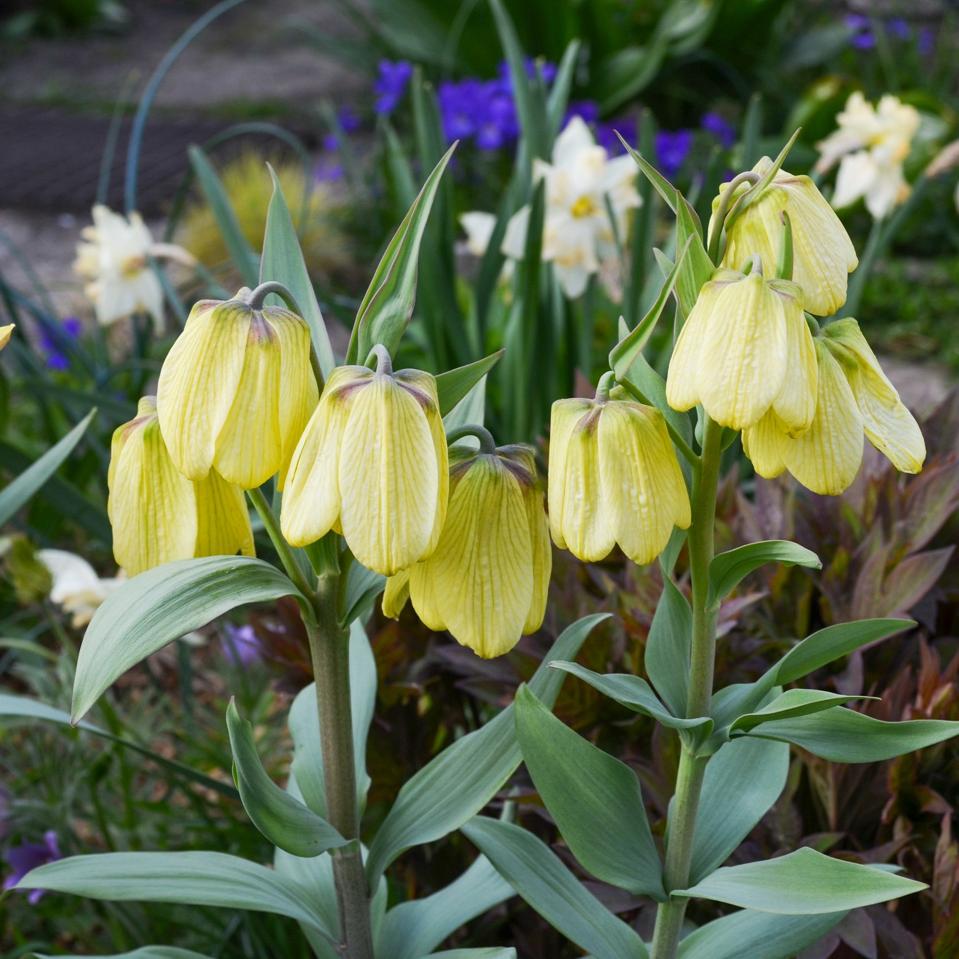 Kaiserkrone pallidiflora (x2) - Fritillaria pallidiflora - Bakker