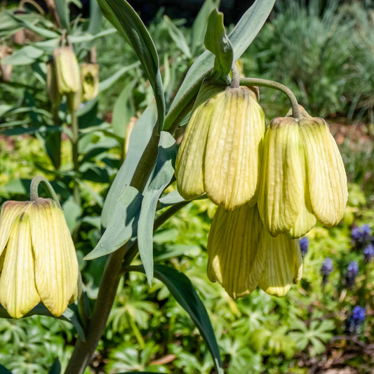 Kaiserkrone pallidiflora (x2) - Bakker