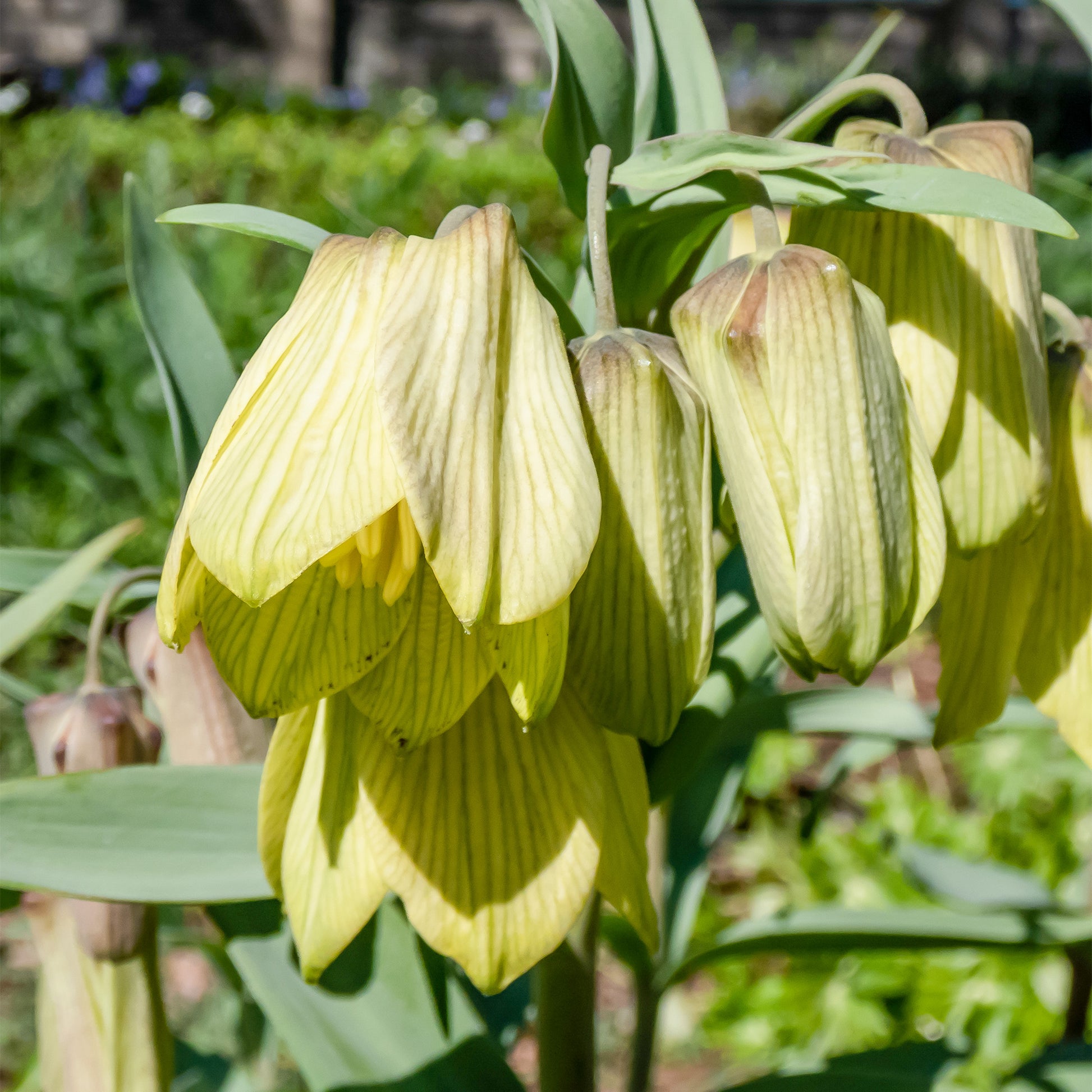 Fritillaria pallidiflora - Kaiserkrone pallidiflora (x2) - Fritillaria-Zwiebeln