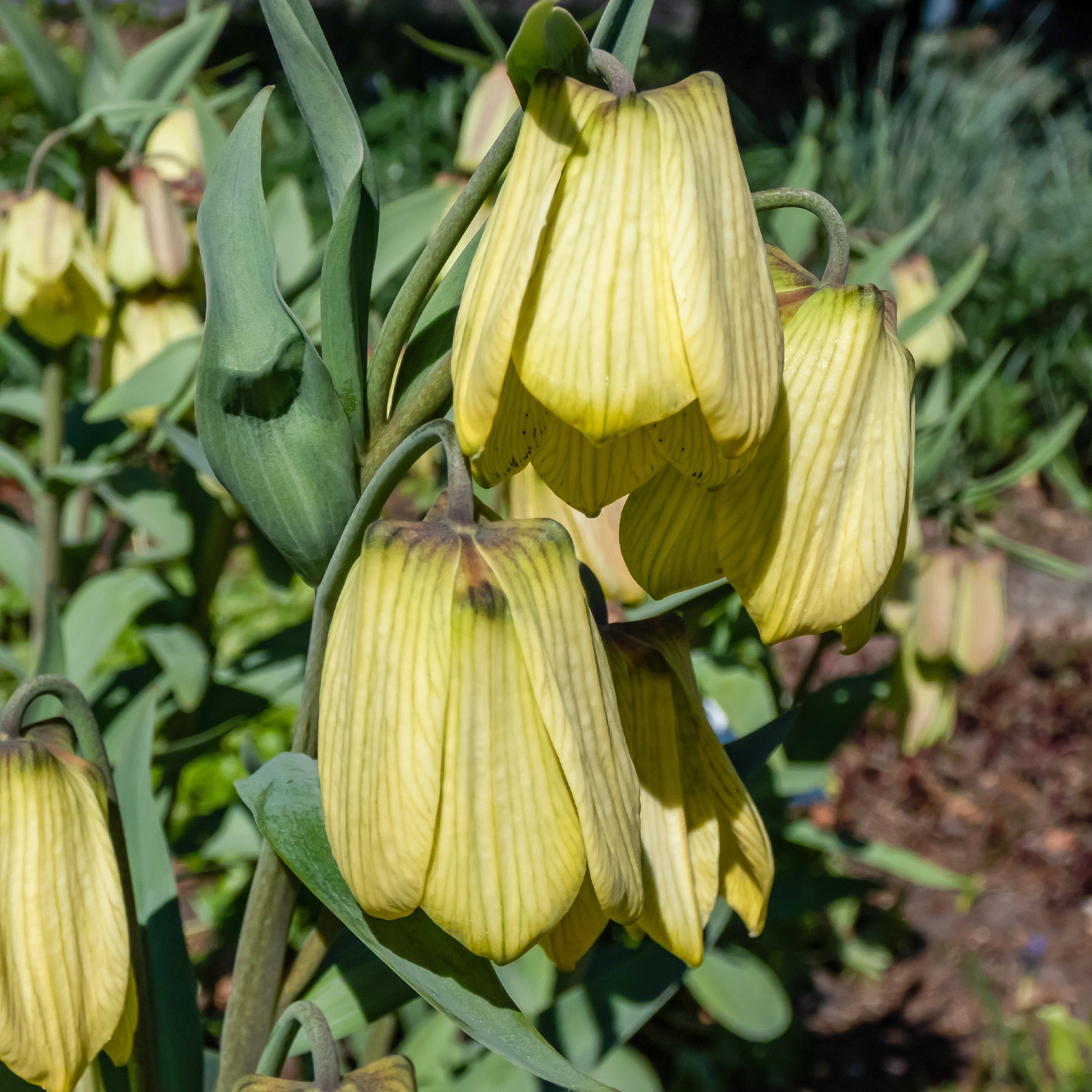 Fritillaria-Zwiebeln - Kaiserkrone pallidiflora (x2) - Fritillaria pallidiflora