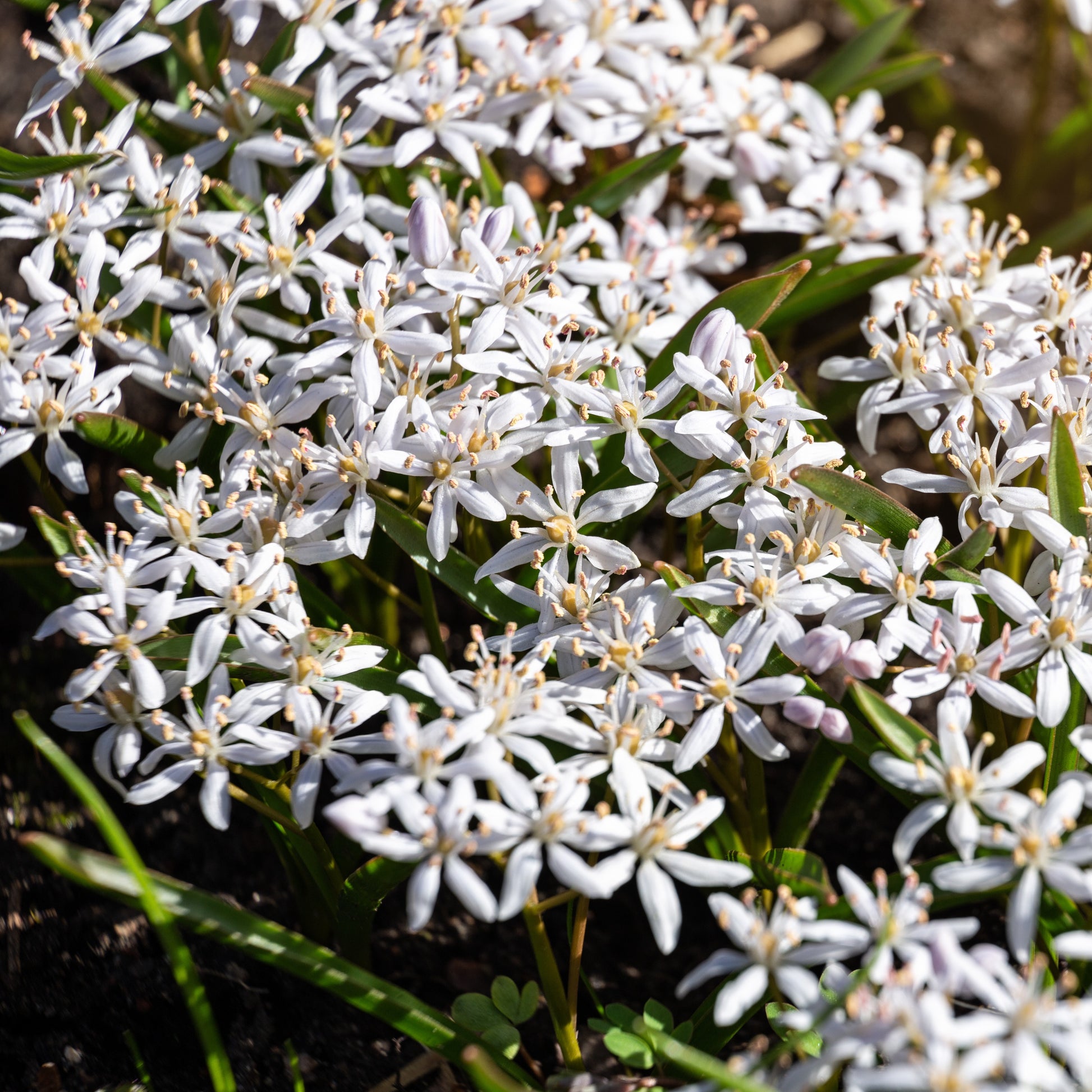 Scilla bifolia rosea - Rosafarbener Zweiblättriger Blaustern (x10) - Frühlingszwiebeln