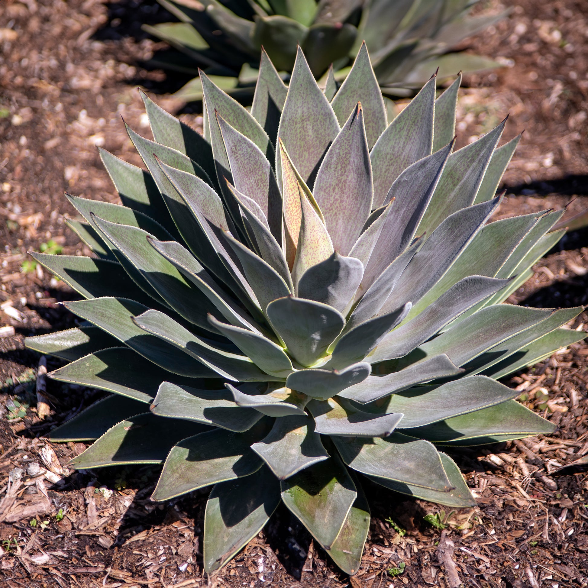 Mangave Lavender Lady - Agave manfredii Lavender Lady ® (mangave) - Bakker