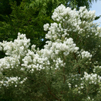Australischer Teebaum - Melaleuca alternifolia - Bakker