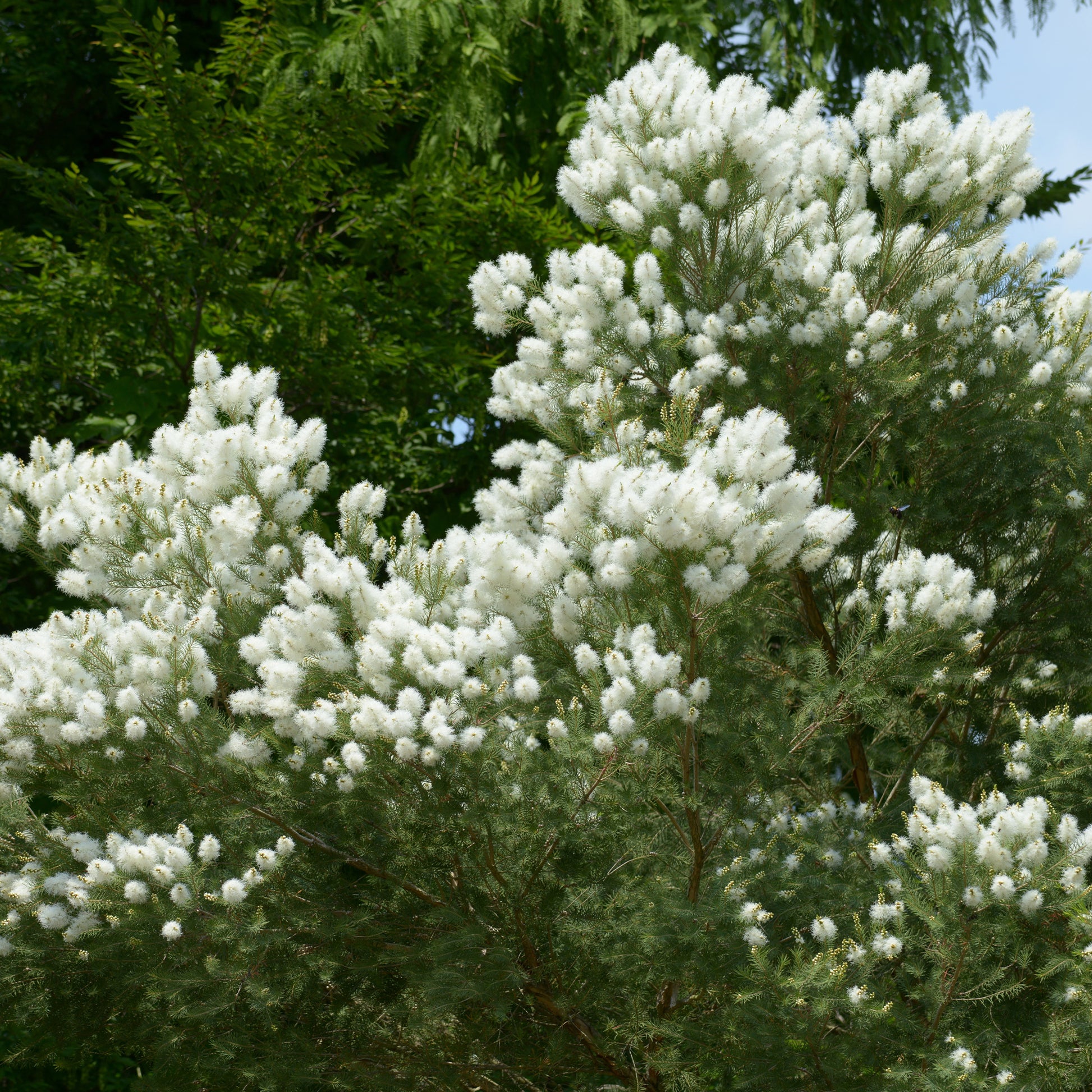 Australischer Teebaum - Melaleuca alternifolia - Bakker