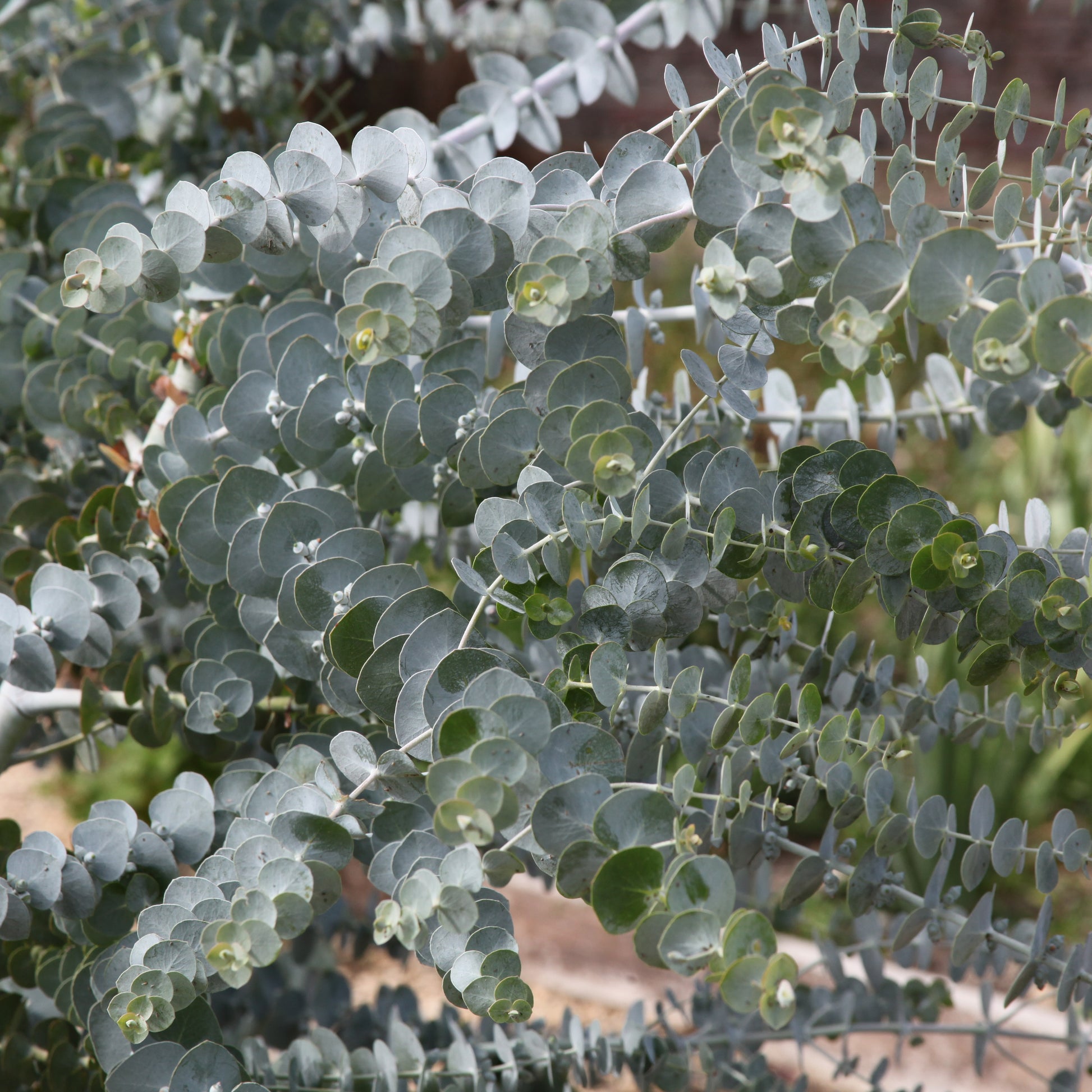 Eukalyptus Baby Blue - Bakker