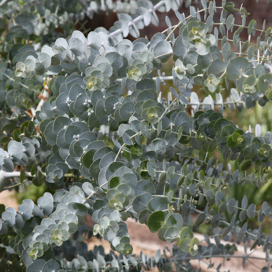 Eukalyptus Baby Blue - Bakker