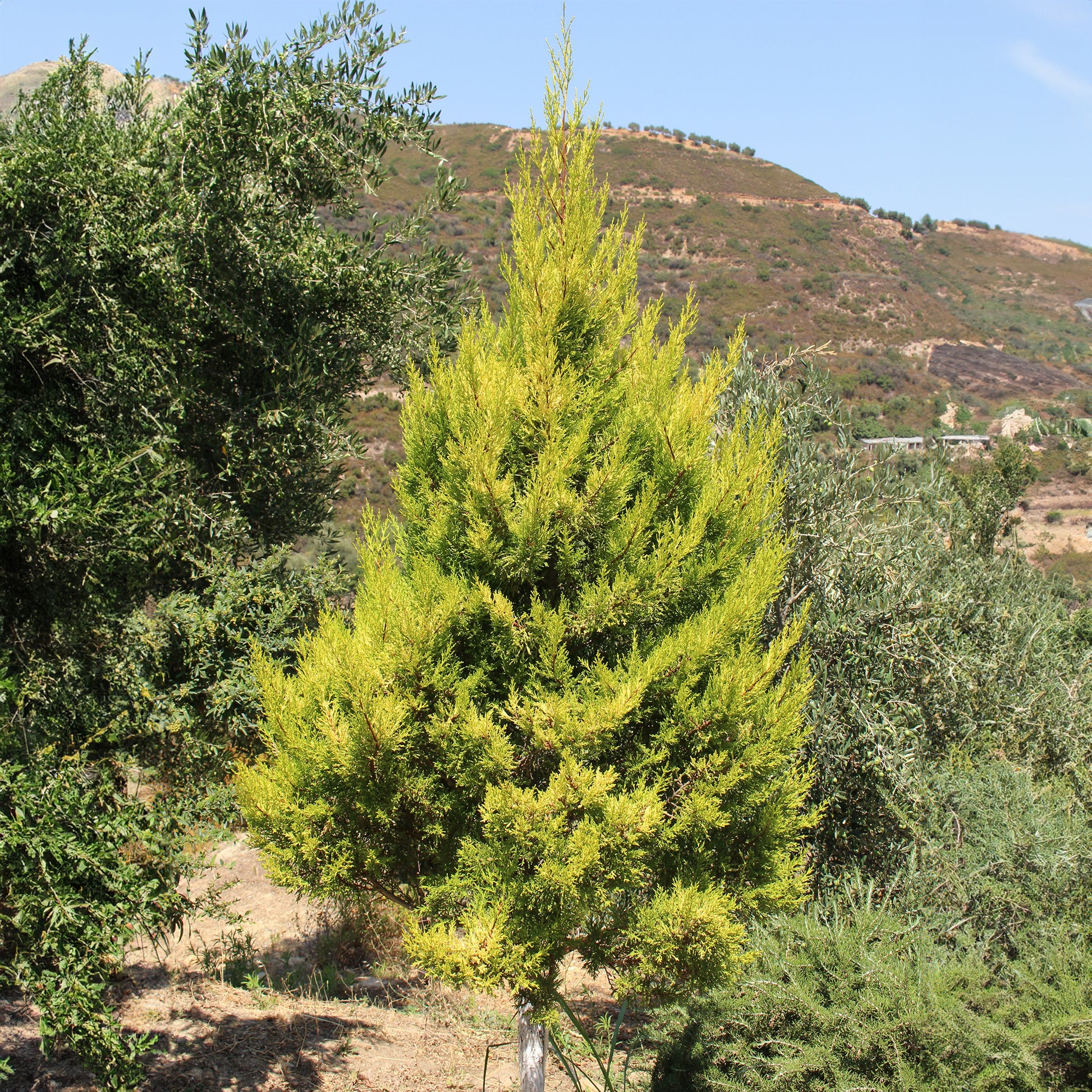 Cupressus macrocarpa Goldcrest Wilma - Zimmerzypresse 'Goldcrest Wilma' - Grüne Zimmerpflanzen