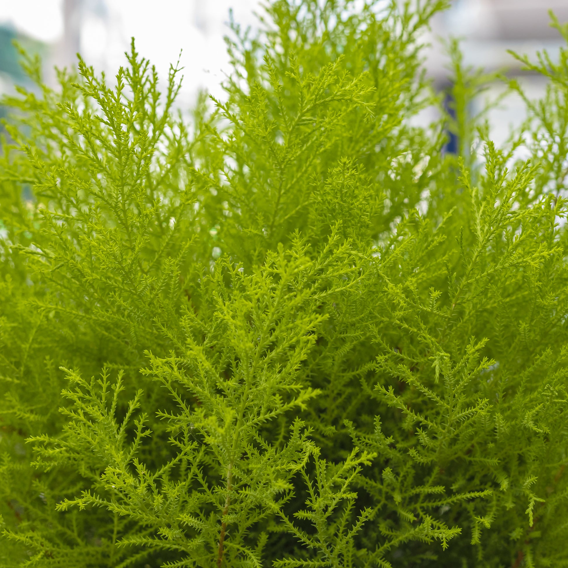 Zimmerzypresse 'Goldcrest Wilma' - Cupressus macrocarpa Goldcrest Wilma - Bakker
