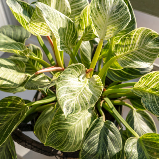 Philodendron Monstera White Wave - Bakker