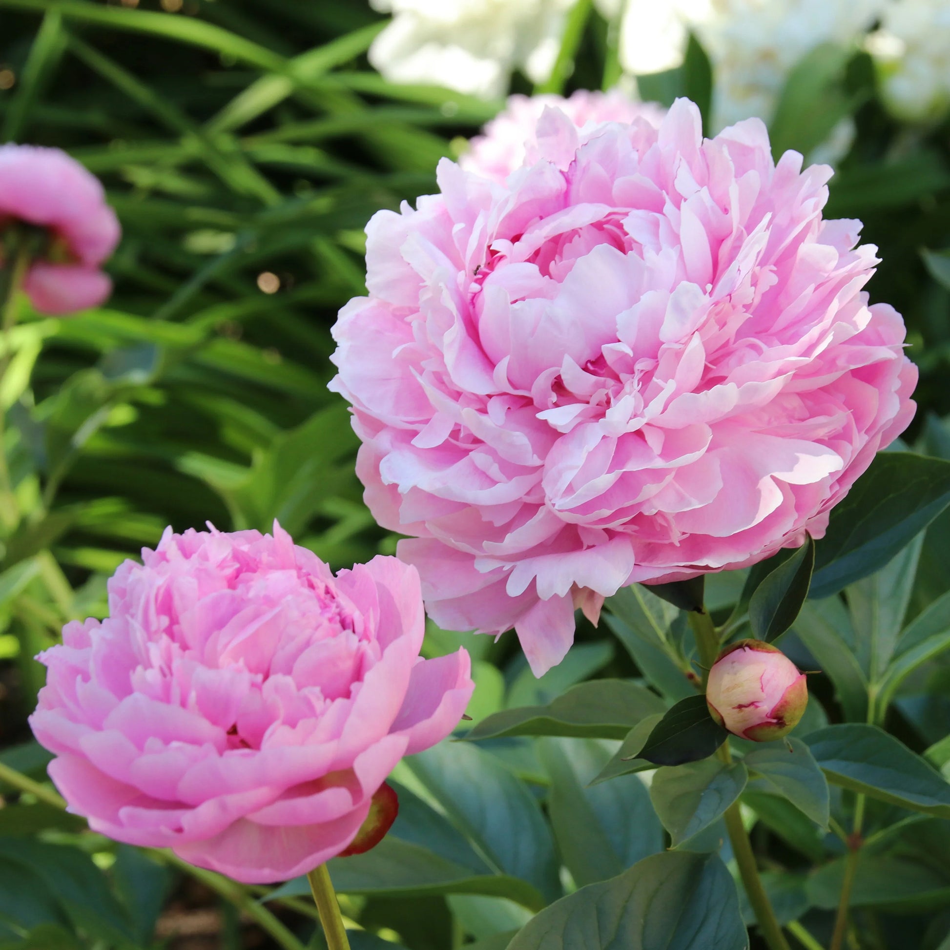 Paeonia lactiflora Sarah Bernhardt, Sorbet, Karl Rosenfield - Trio rosa und rote Pfingstrosen - Pfingstrosen