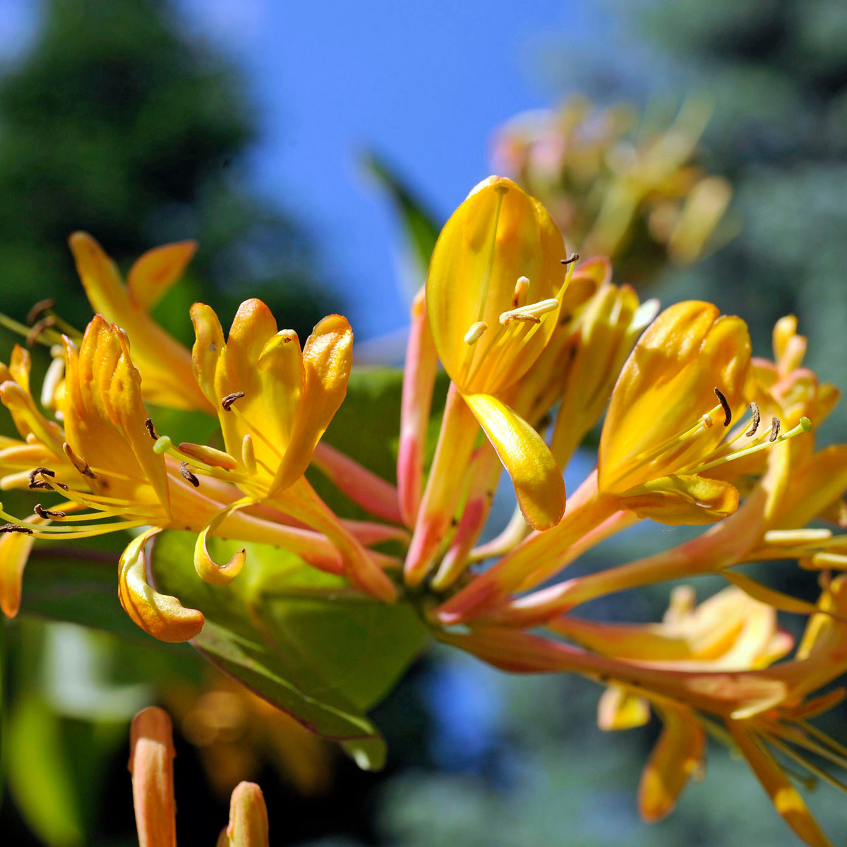 Geißblatt 'Copper Beauty' - Lonicera henryi Copper Beauty - Bakker