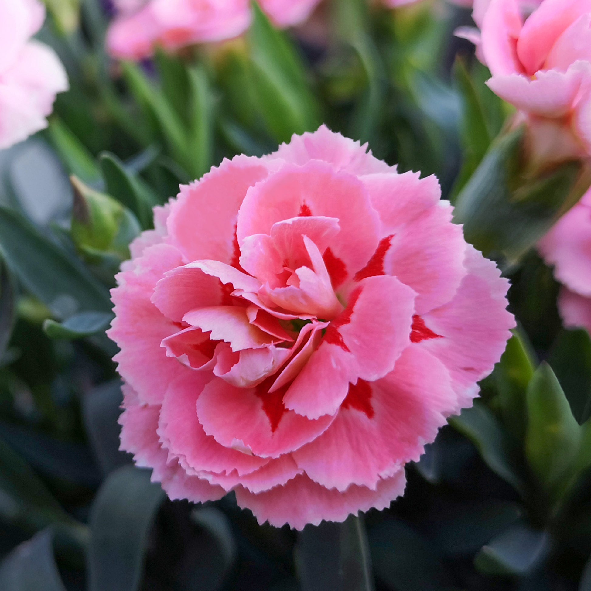 Federnelke 'Doris' (x3) - Dianthus plumarius Doris - Bakker