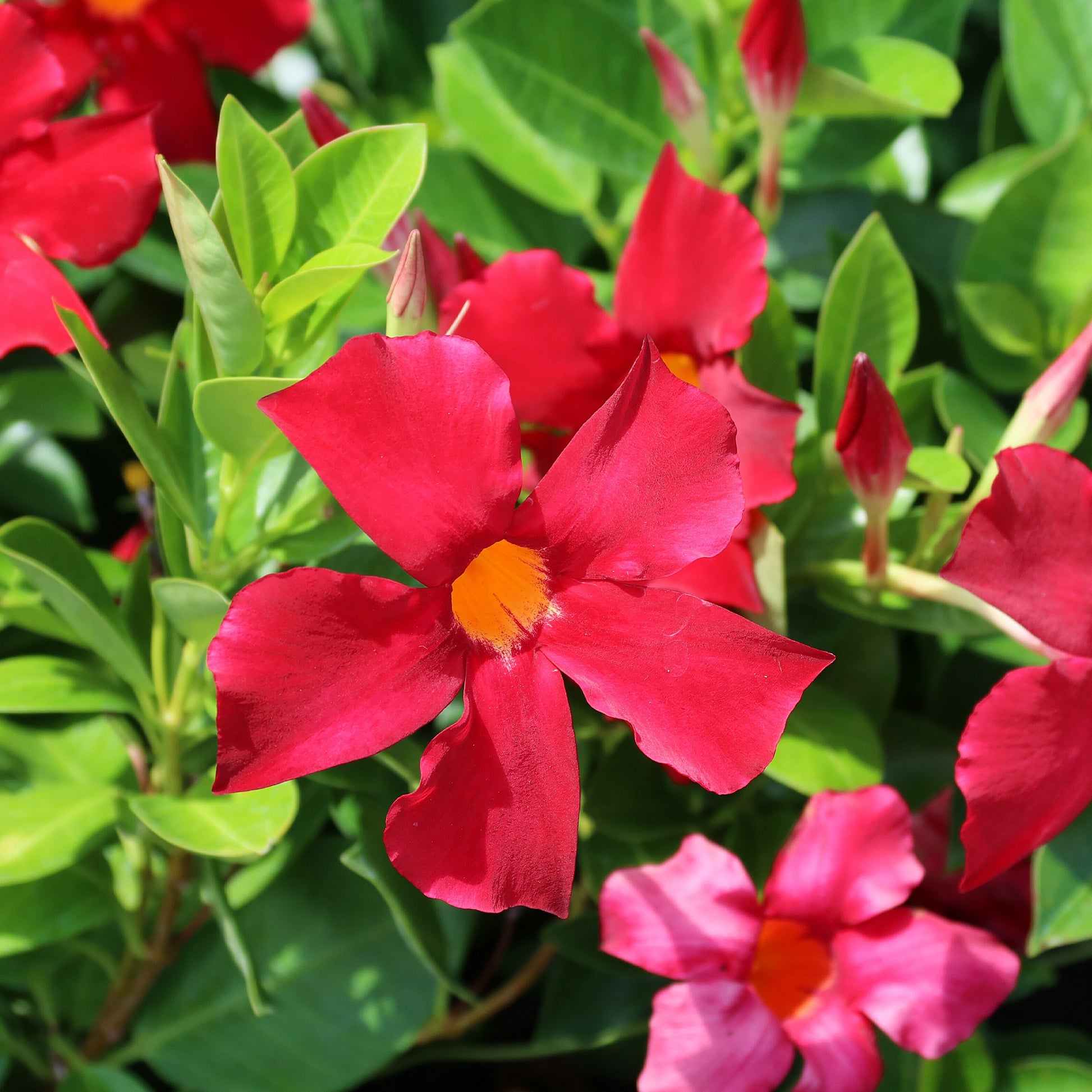 Dipladenie rot - Mandevilla - Bakker