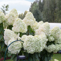 Rispenhortensie 'Hercules' - Hydrangea paniculata 'hercules' - Bakker