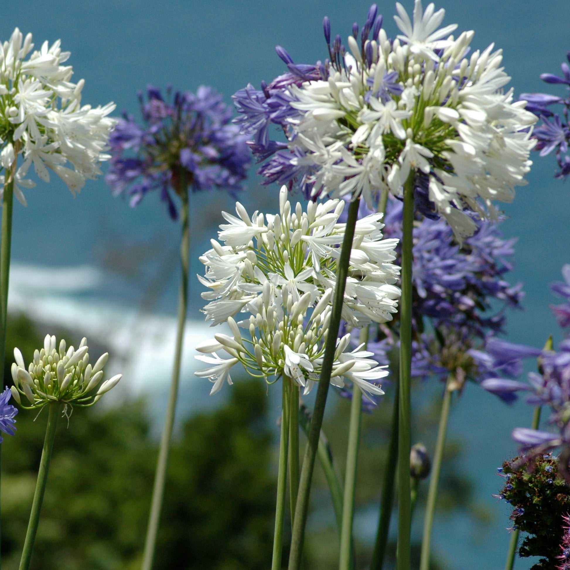 Schmucklilie (x3) - Agapanthus - Bakker