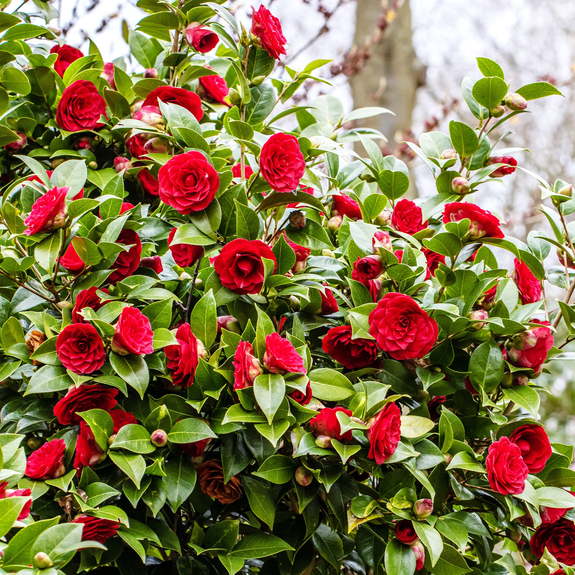 Camellia japonica 'black lace' - Kamelie 'Black Lace' - Kamelie