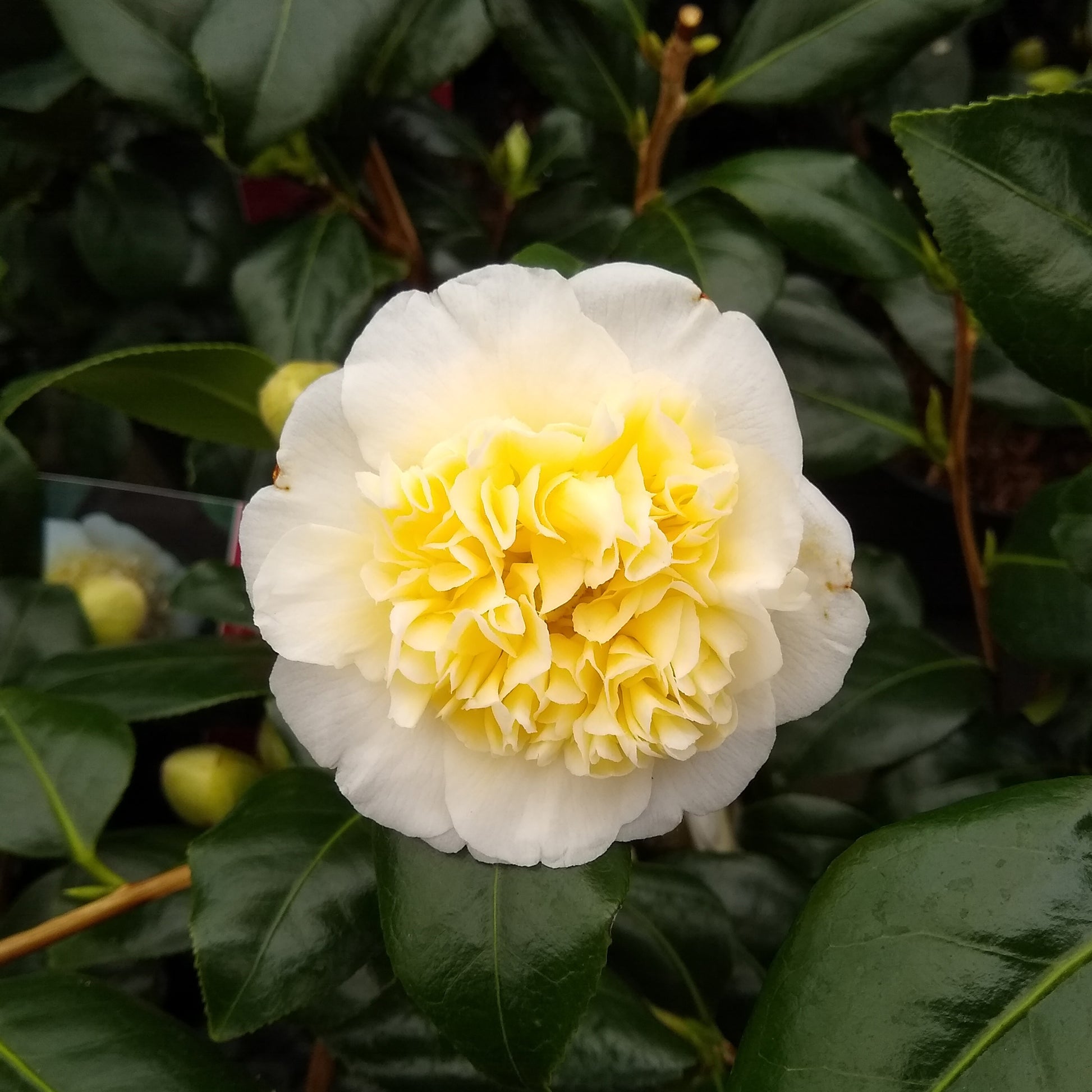 Camellia japonica Brushfields Yellow - Kamelie Camellia 'Brushfields Yellow' weiβ-gelb - Winterhart - Kamelie