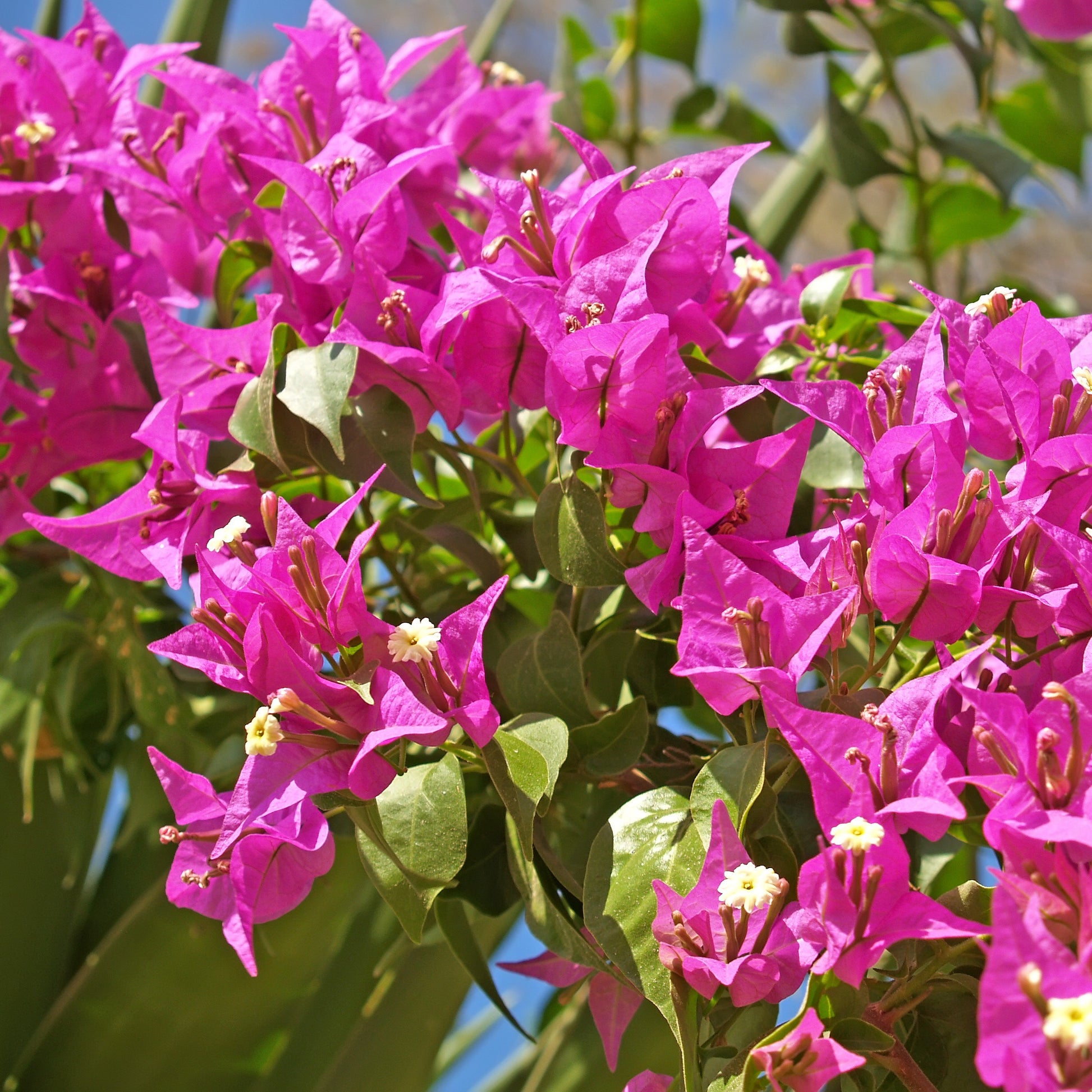 Bougainvillea ‘Vera Deep Purple’ - Bougainvillea spectabilis 'vera deep purple' - Bakker