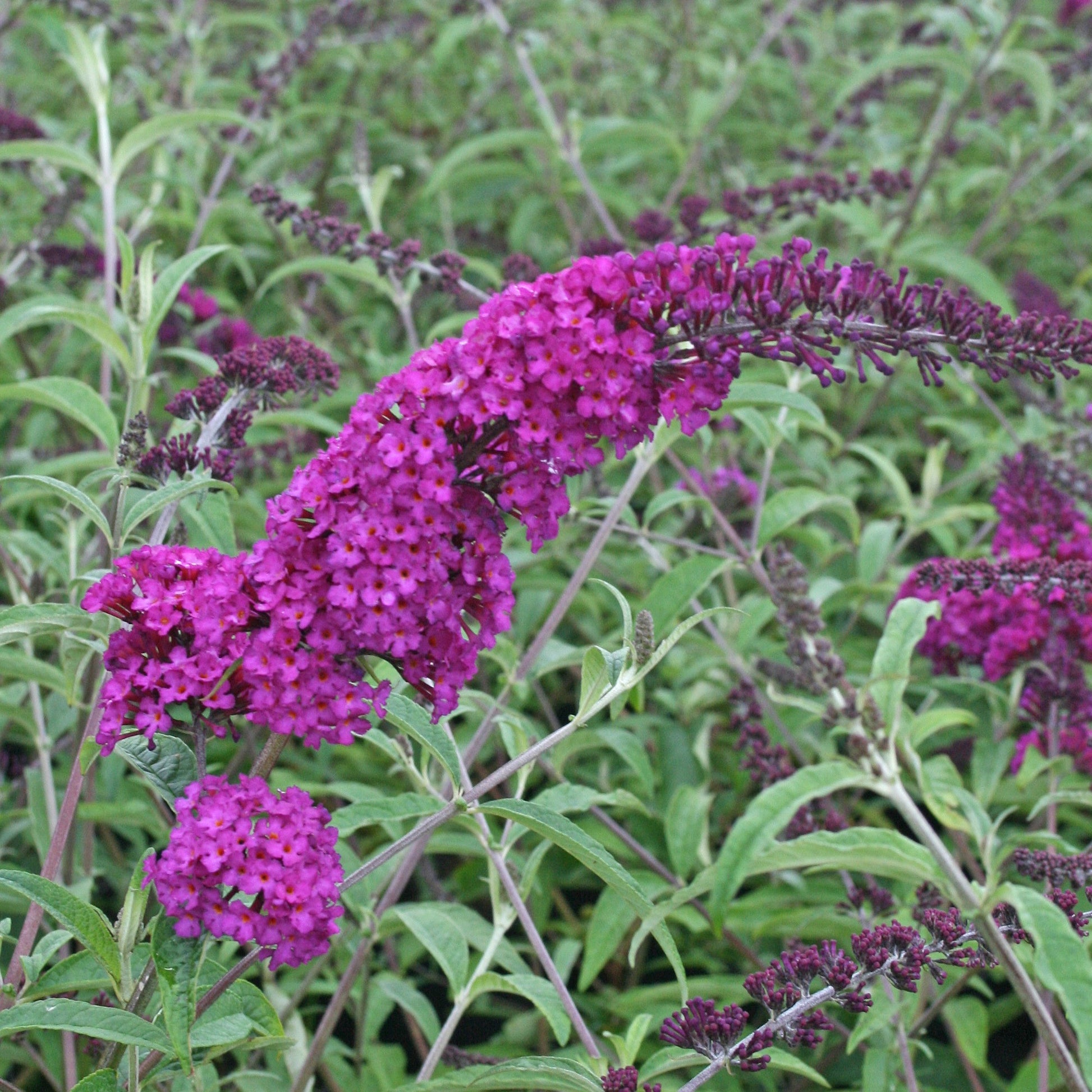 Buddleja davidii Royal Red, White Profusion, Empire Blue - Schmetterlingsstrauch-Kollektion ‘Royal Red’, ‘White Profusion’, ‘Empire Blue’ - Schmetterlingsstrauch - Buddleja