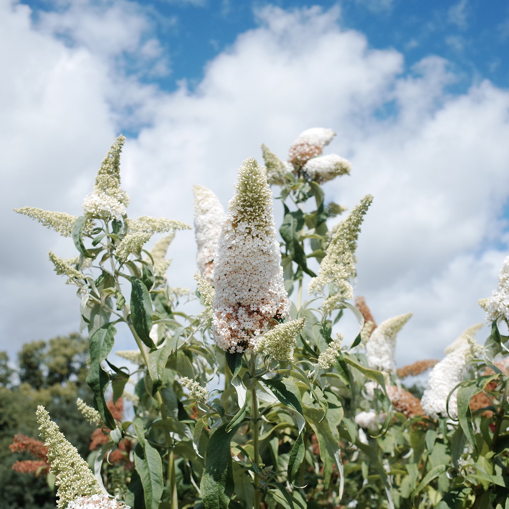 Schmetterlingsstrauch-Kollektion ‘Royal Red’, ‘White Profusion’, ‘Empire Blue’ - Buddleja davidii Royal Red, White Profusion, Empire Blue - Bakker