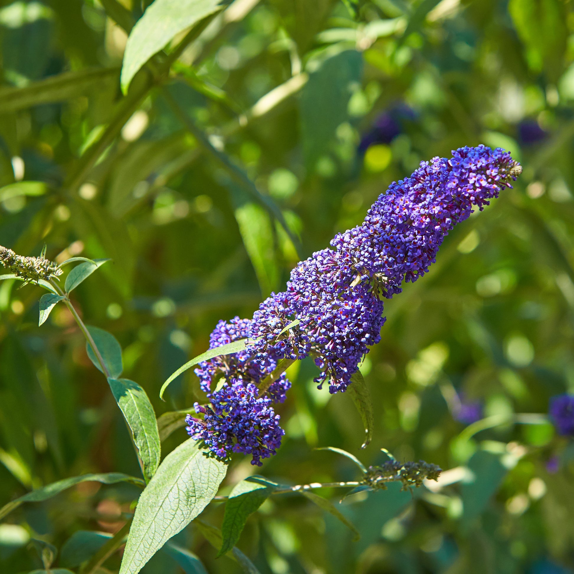 Schmetterlingsstrauch - Buddleja - Schmetterlingsstrauch-Kollektion ‘Royal Red’, ‘White Profusion’, ‘Empire Blue’ - Buddleja davidii Royal Red, White Profusion, Empire Blue