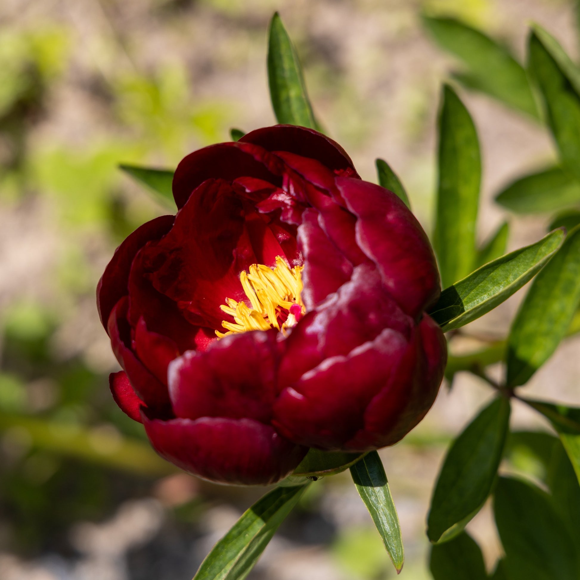 Paeonia lactiflora 'bella' - Pfingstrose 'Bella' - Pfingstrosen