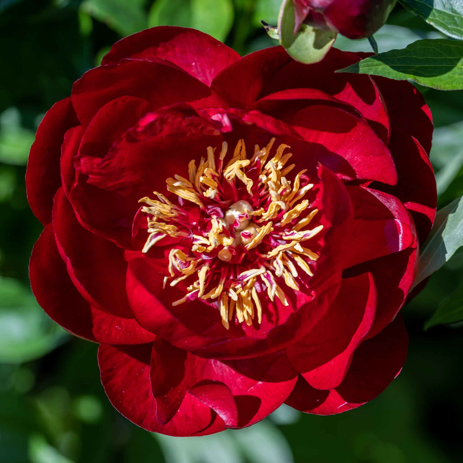 Pfingstrose 'Bella' - Bakker