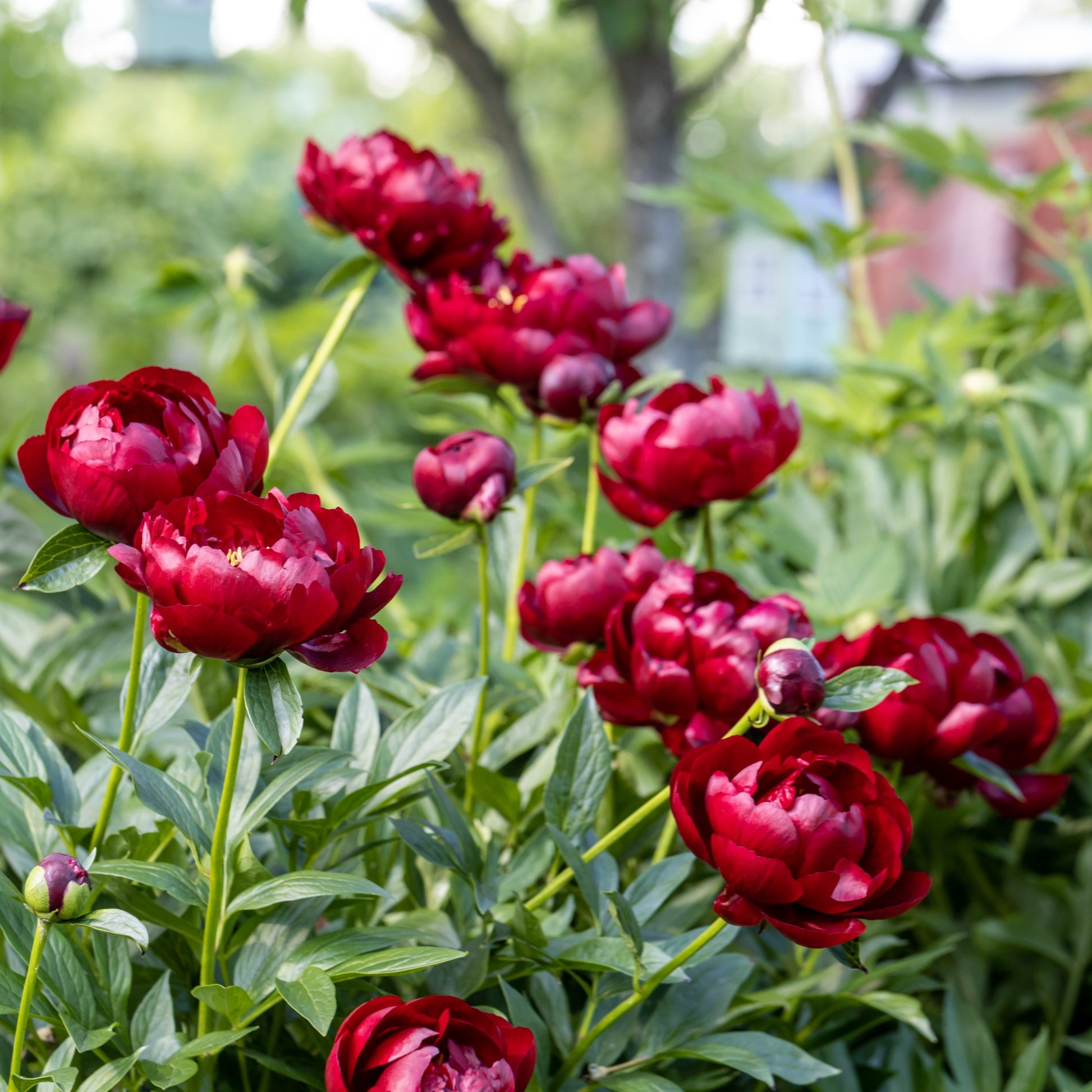 Pfingstrose 'Bella' - Paeonia lactiflora 'bella' - Bakker