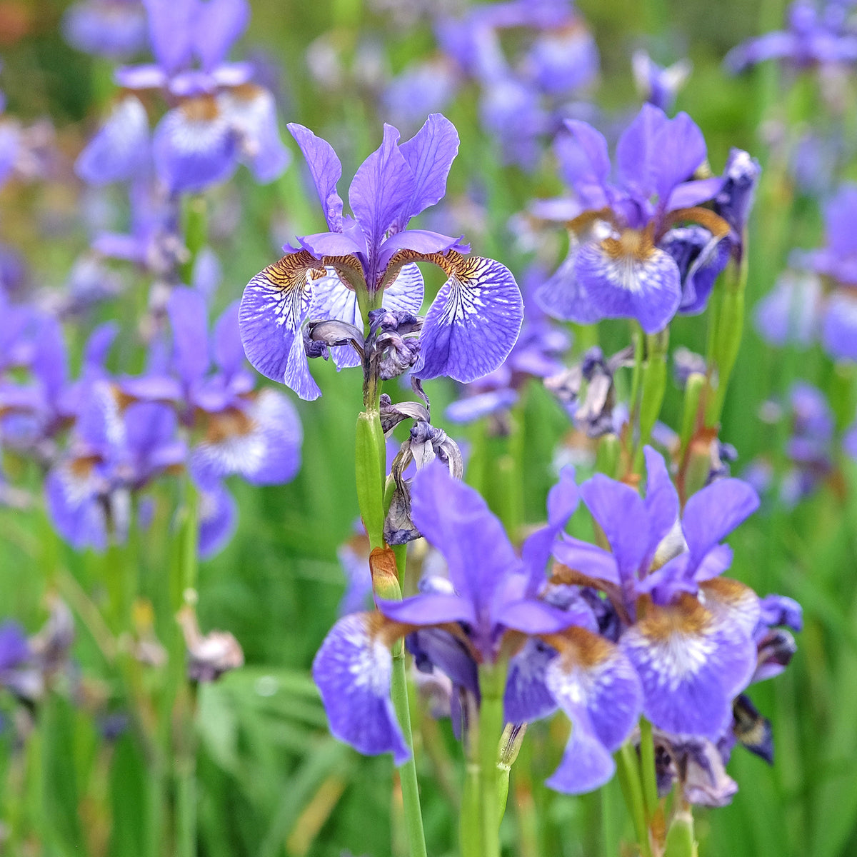 Iris versicolor - Amerikanische Schwertlilie - Alle Teichpflanzen