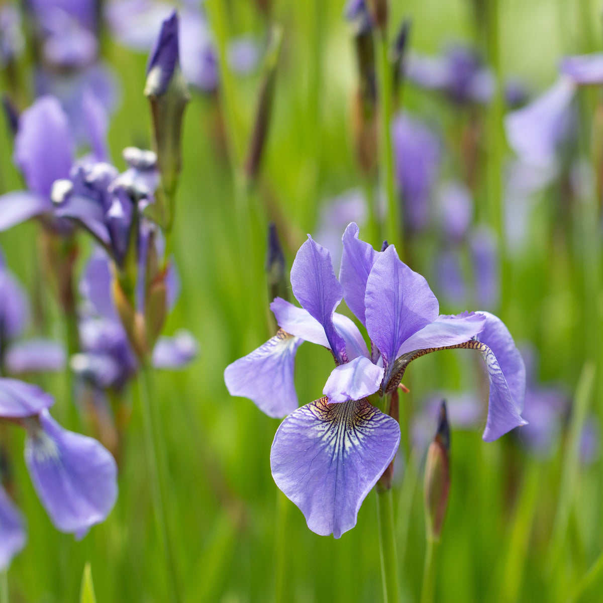 Amerikanische Schwertlilie - Iris versicolor - Bakker